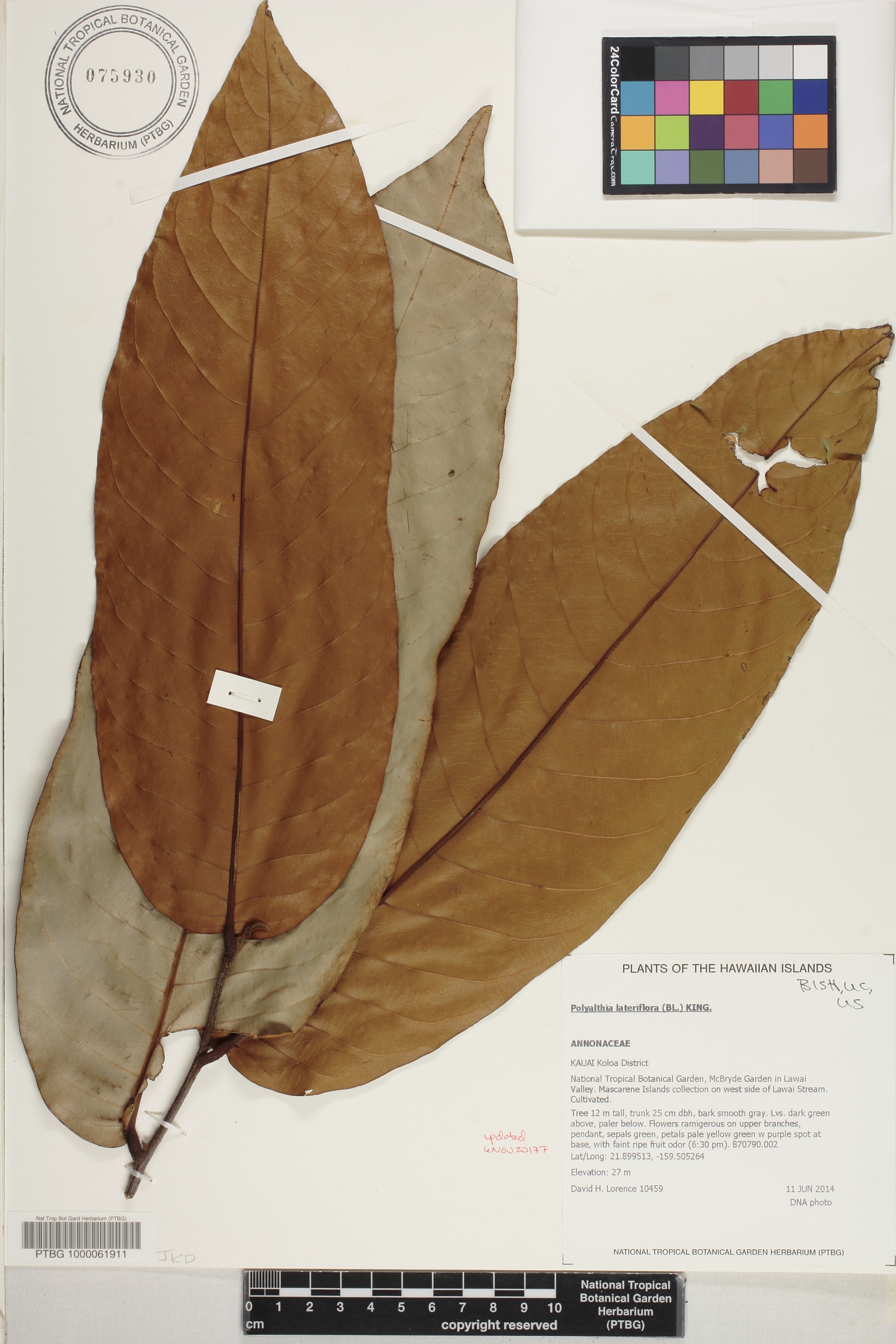 Polyalthia lateriflora image