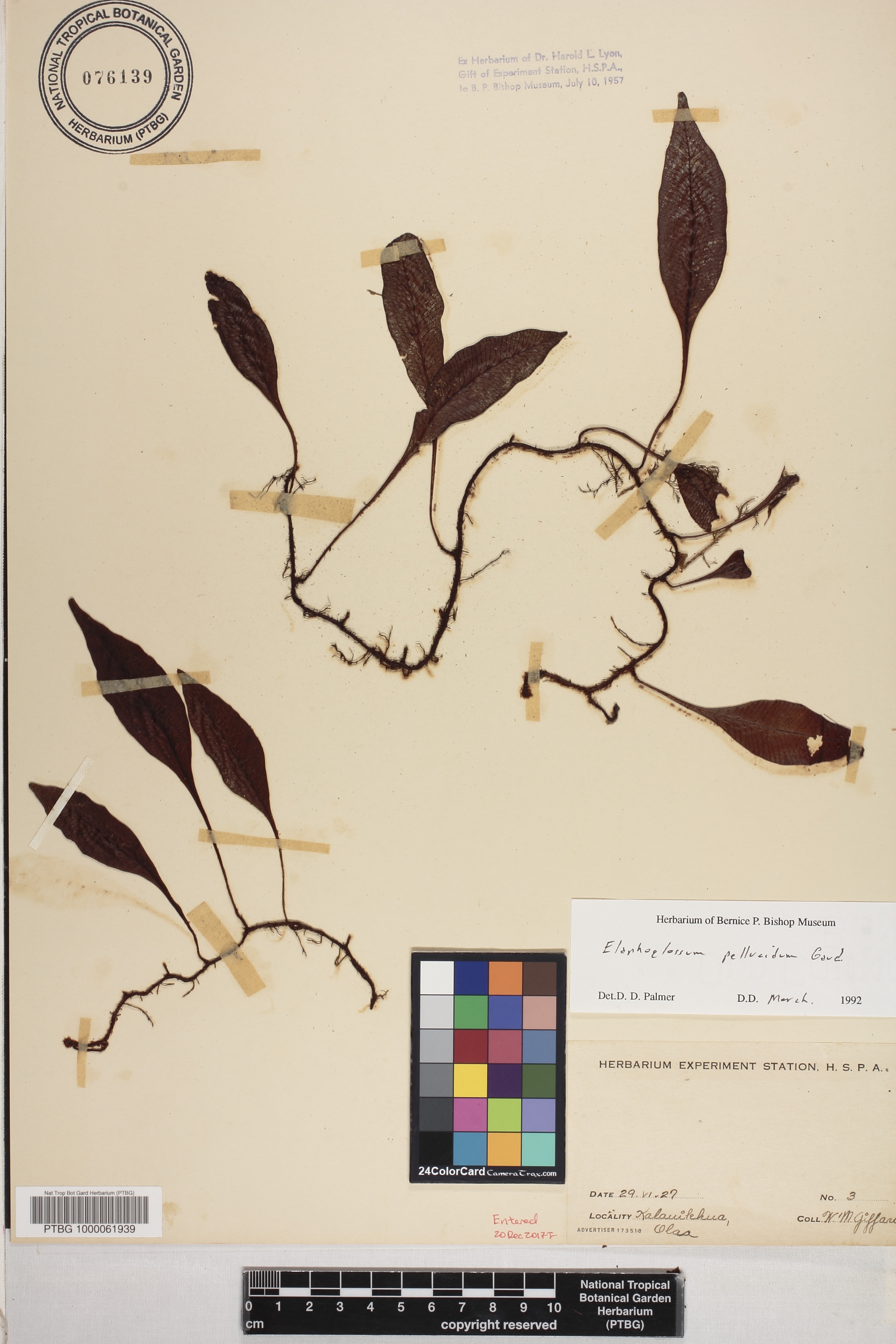 Elaphoglossum pellucidum image