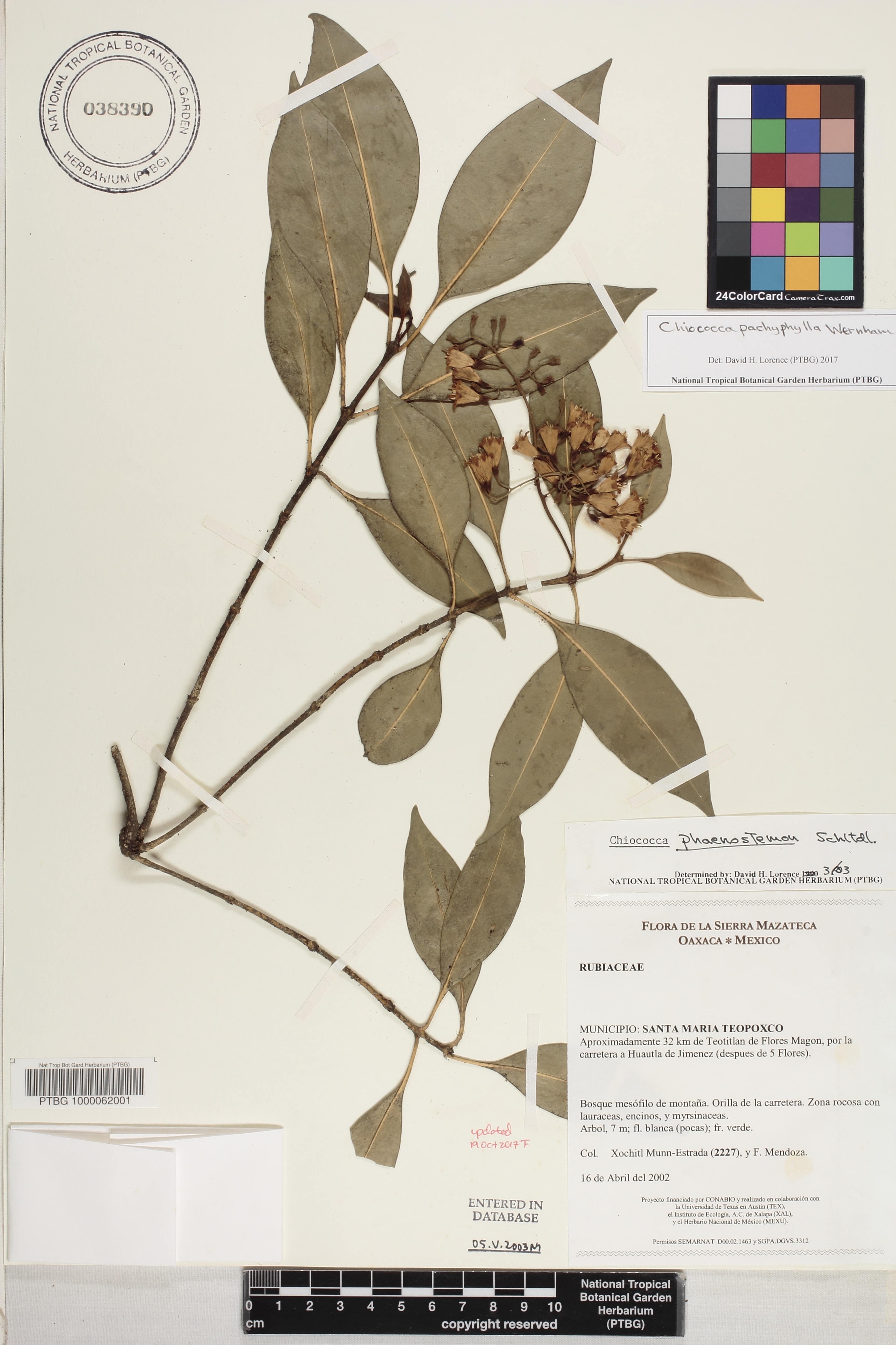 Chiococca pachyphylla image