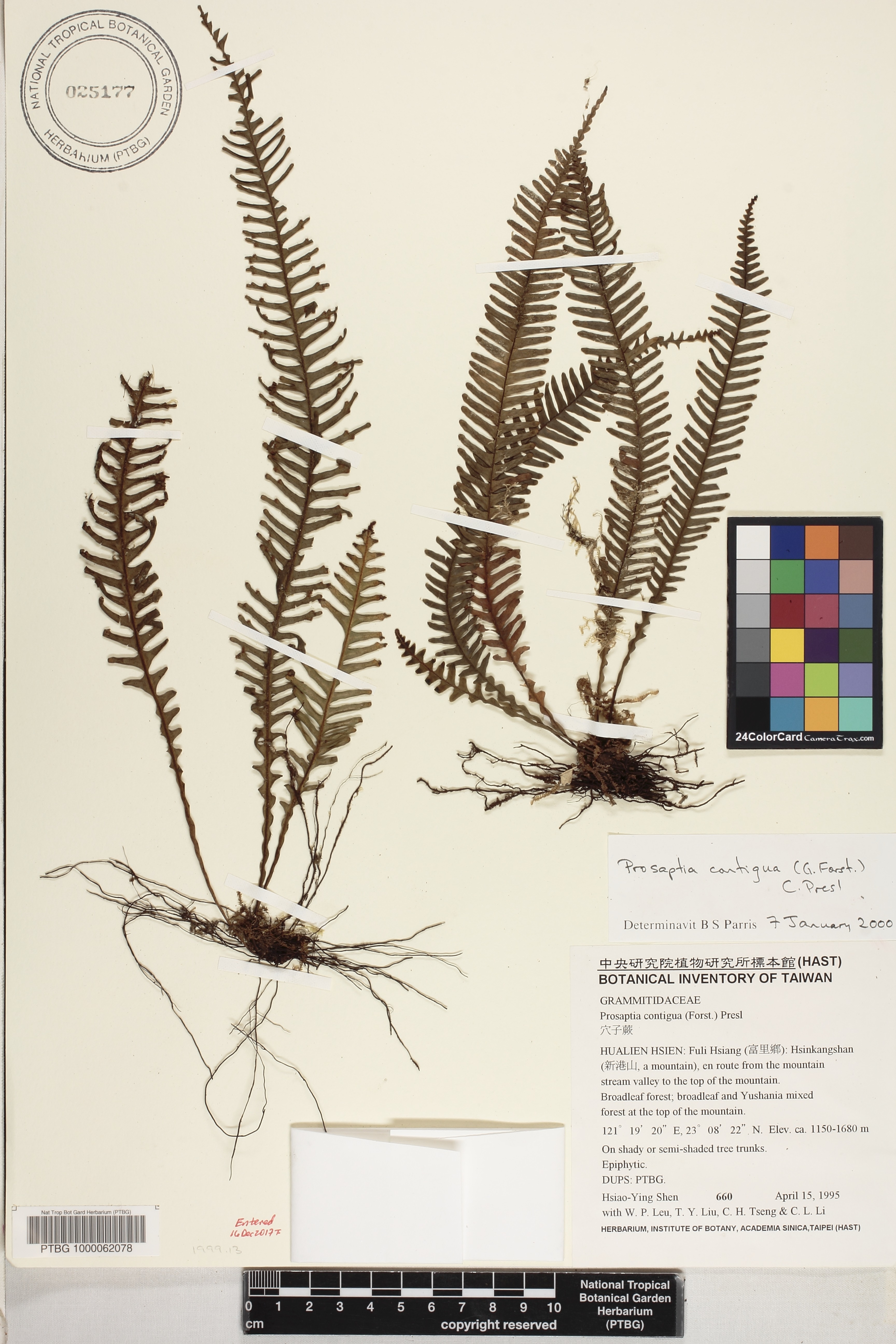 Prosaptia contigua image