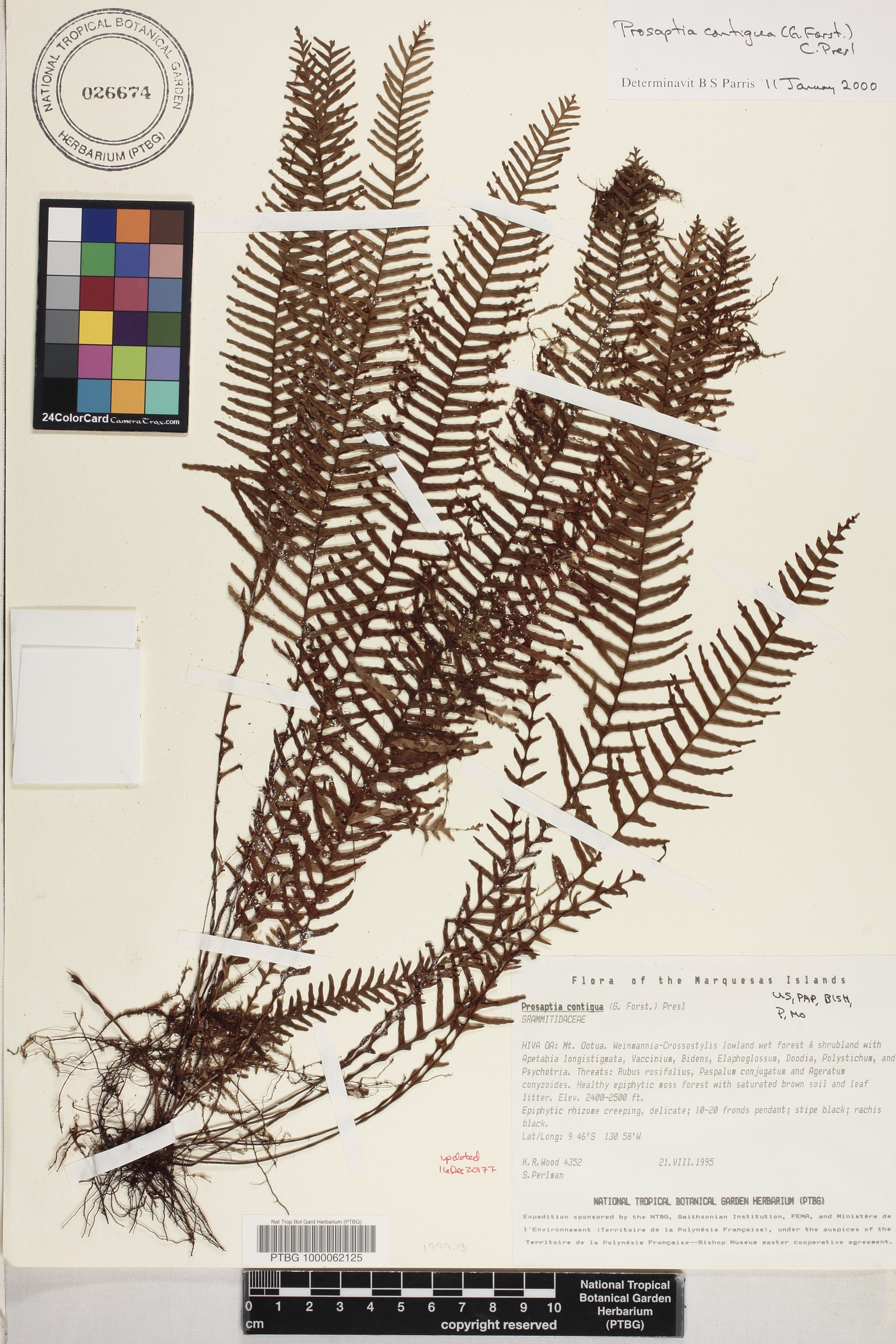 Prosaptia contigua image