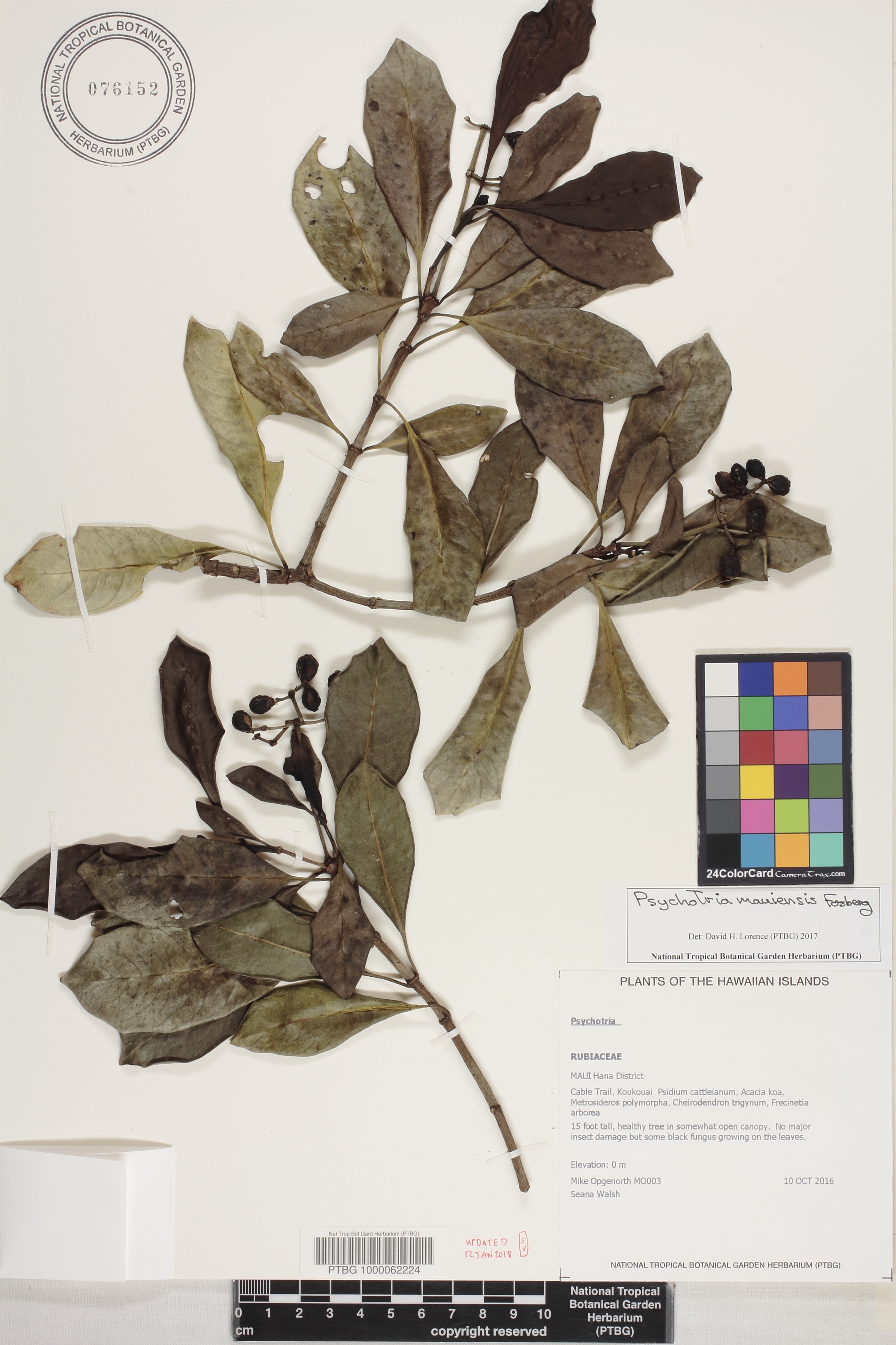 Psychotria mauiensis image