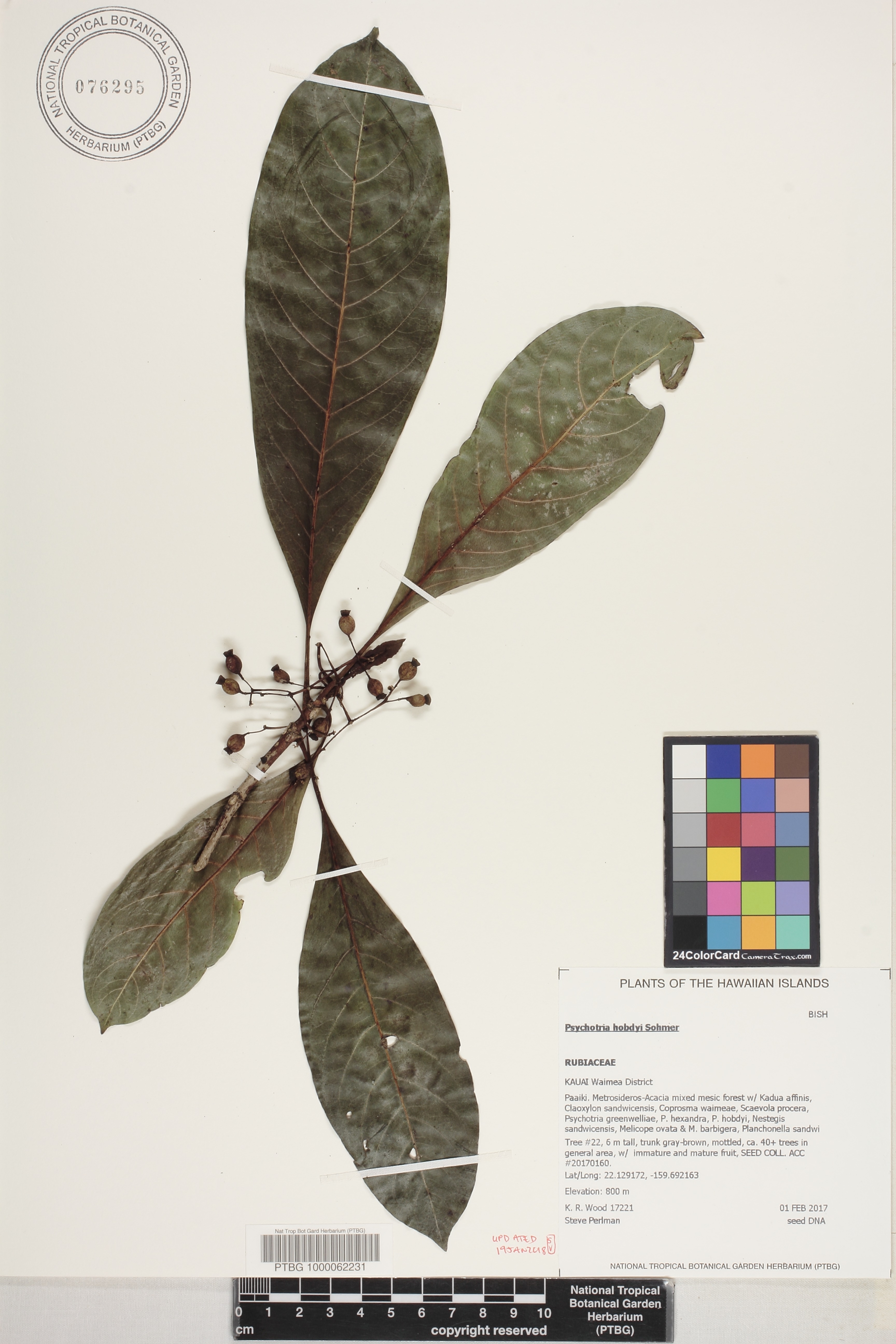 Psychotria hobdyi image