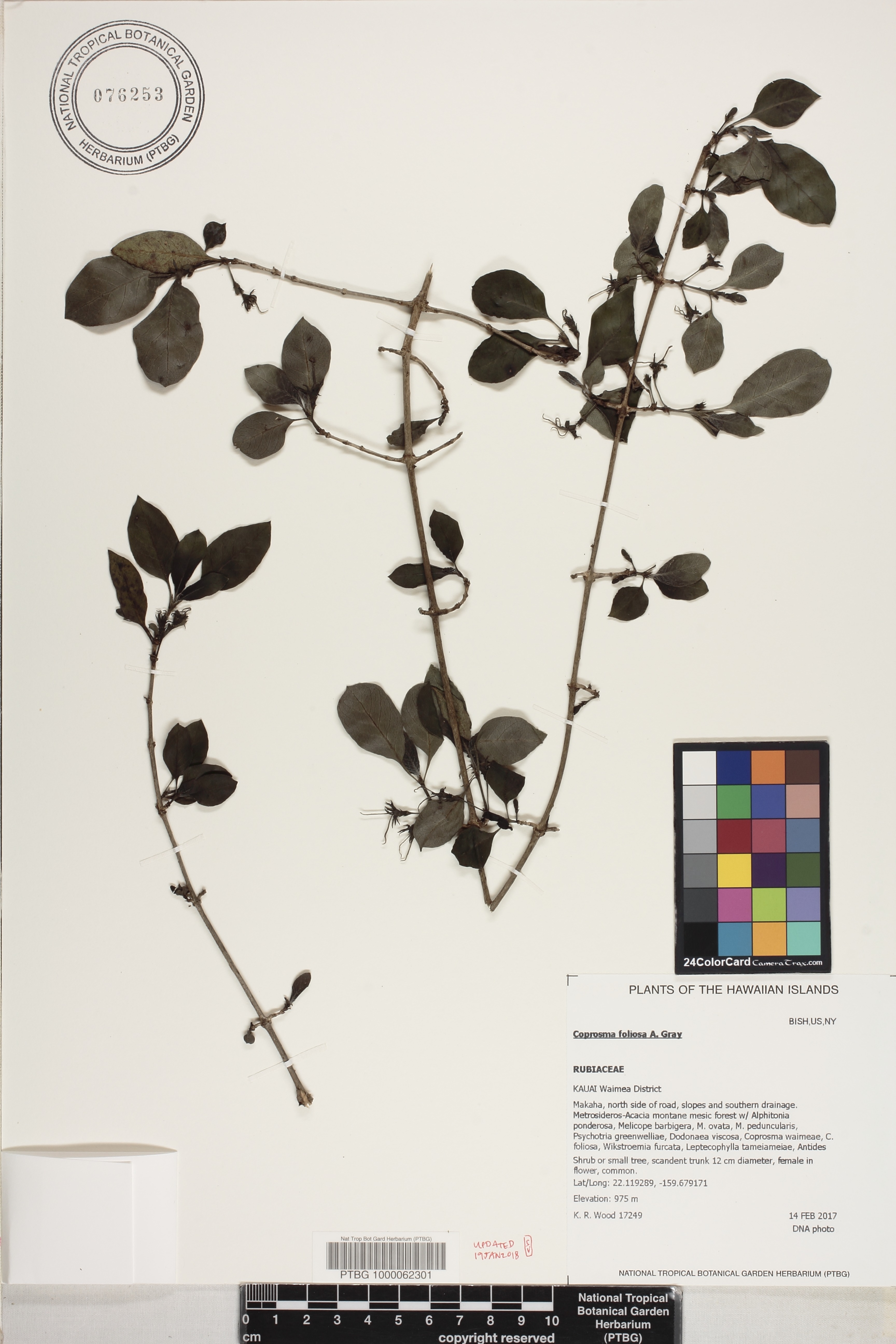Coprosma foliosa image