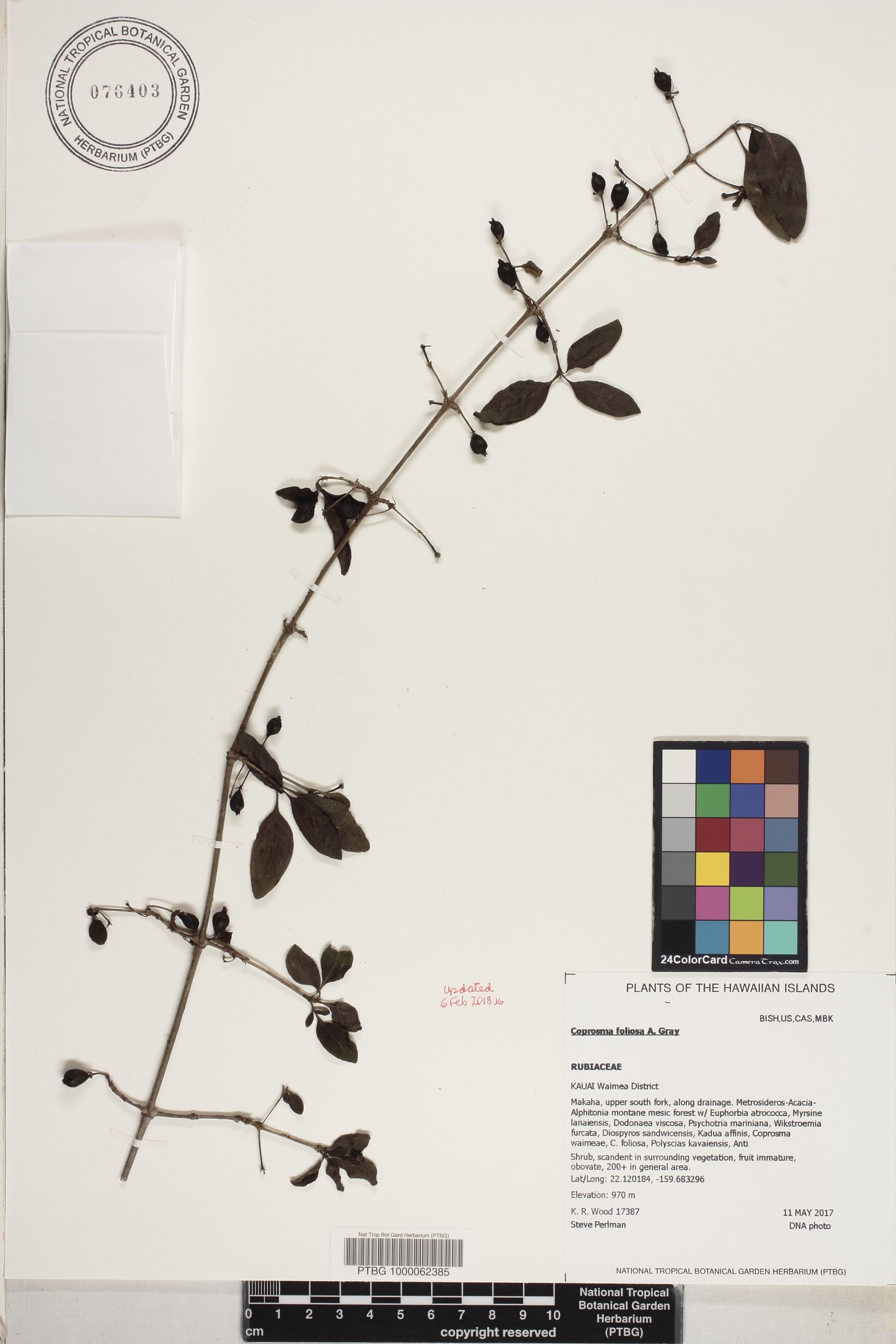 Coprosma foliosa image