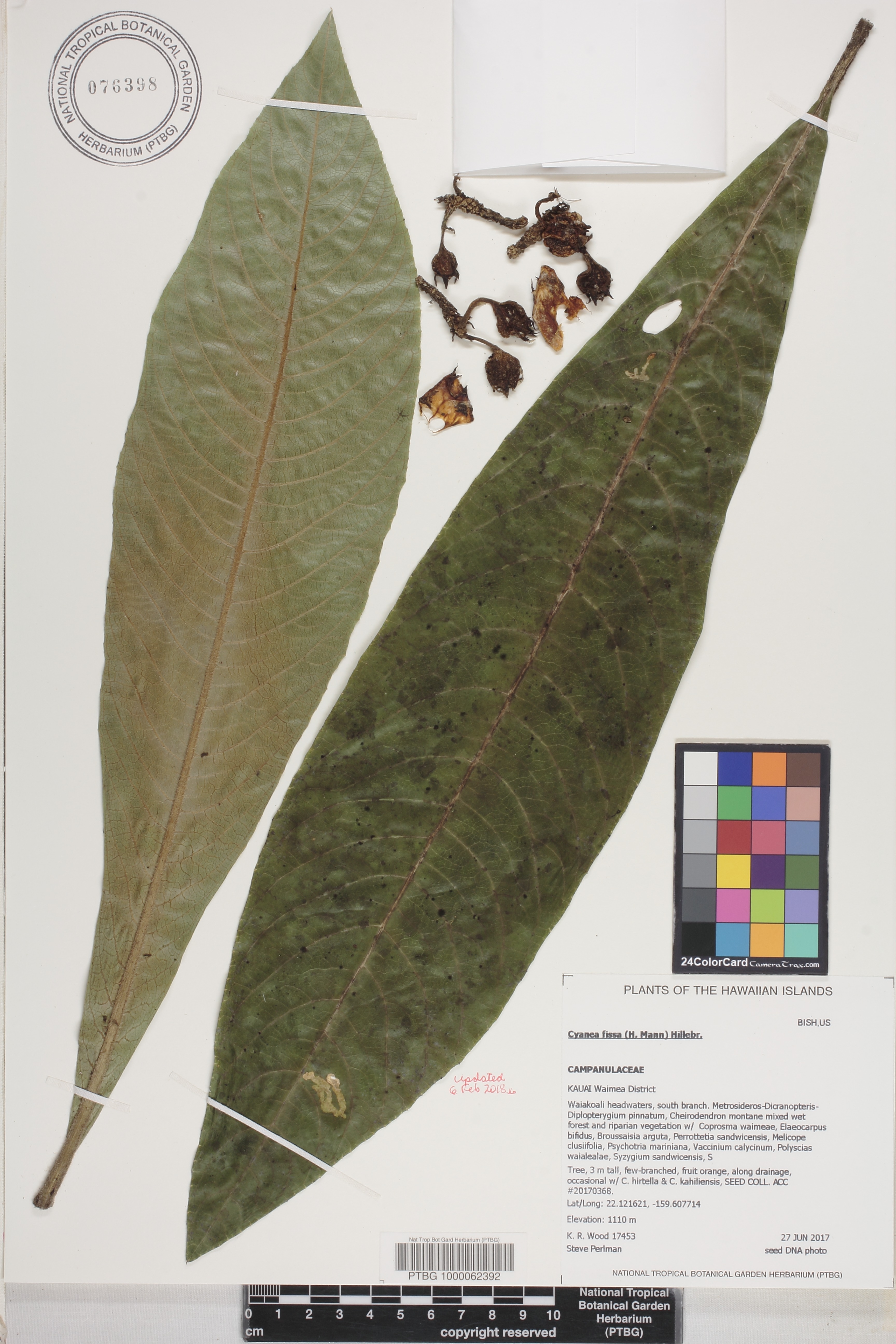 Cyanea fissa image