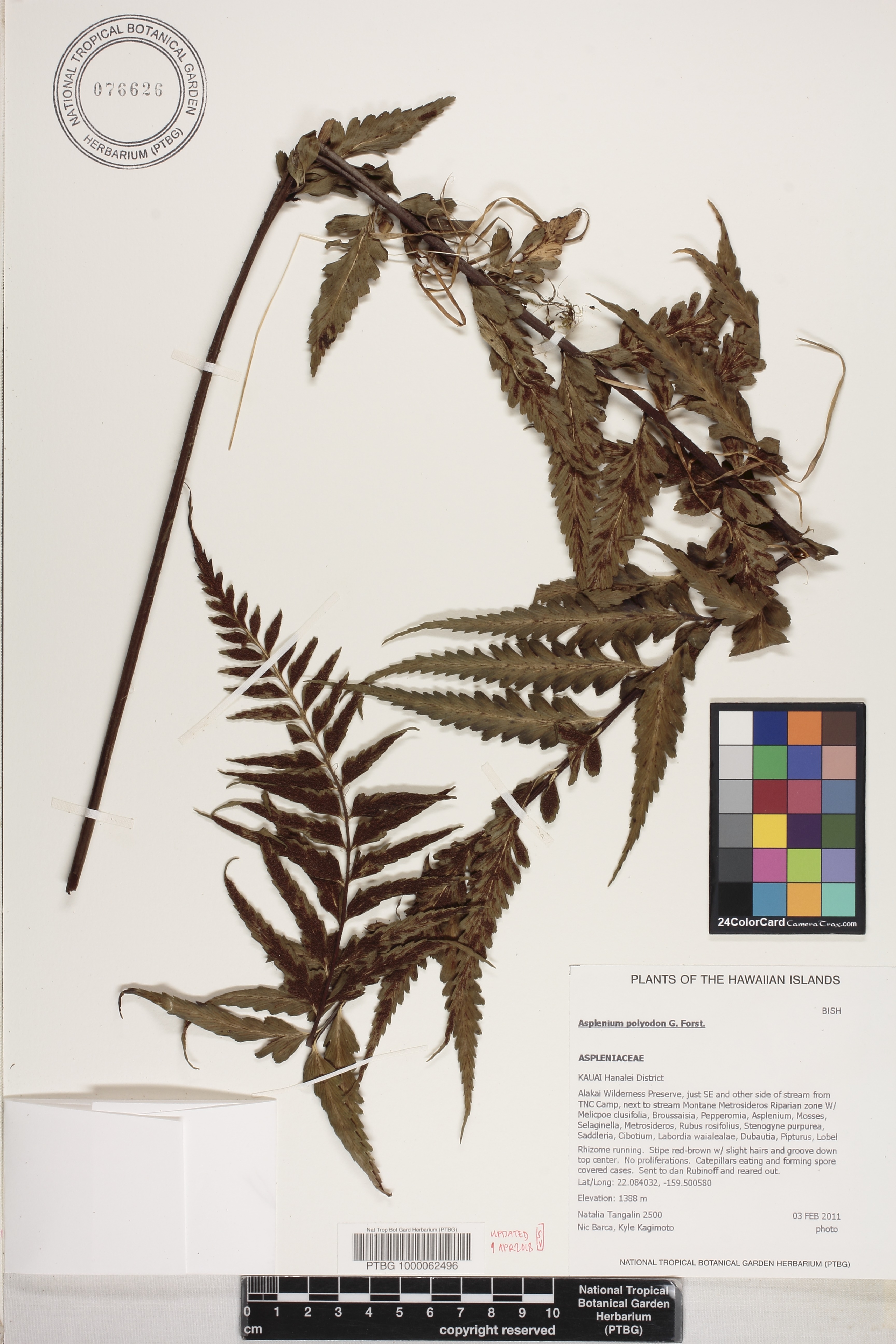 Asplenium polyodon image