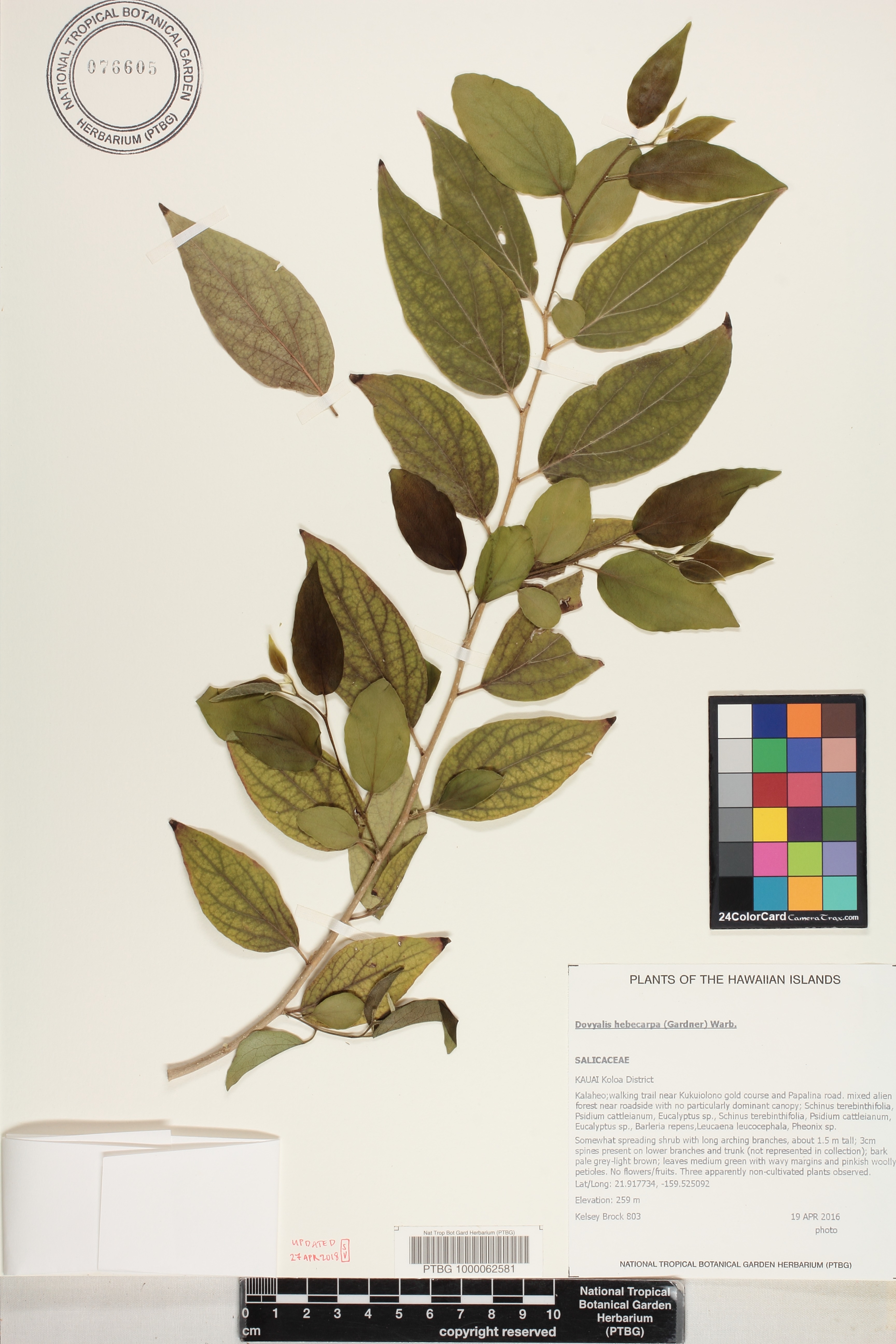 Dovyalis hebecarpa image