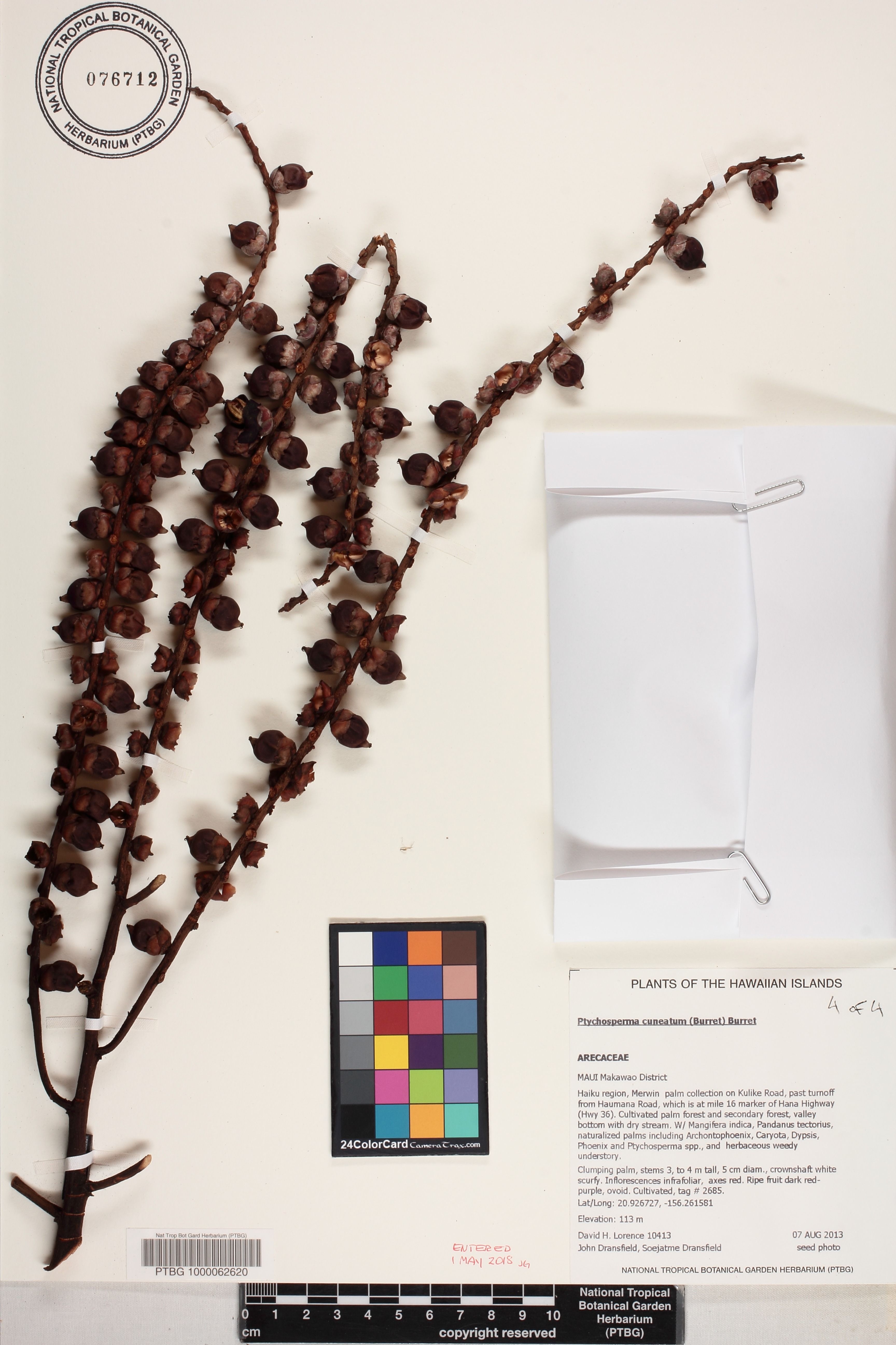 Ptychosperma cuneatum image