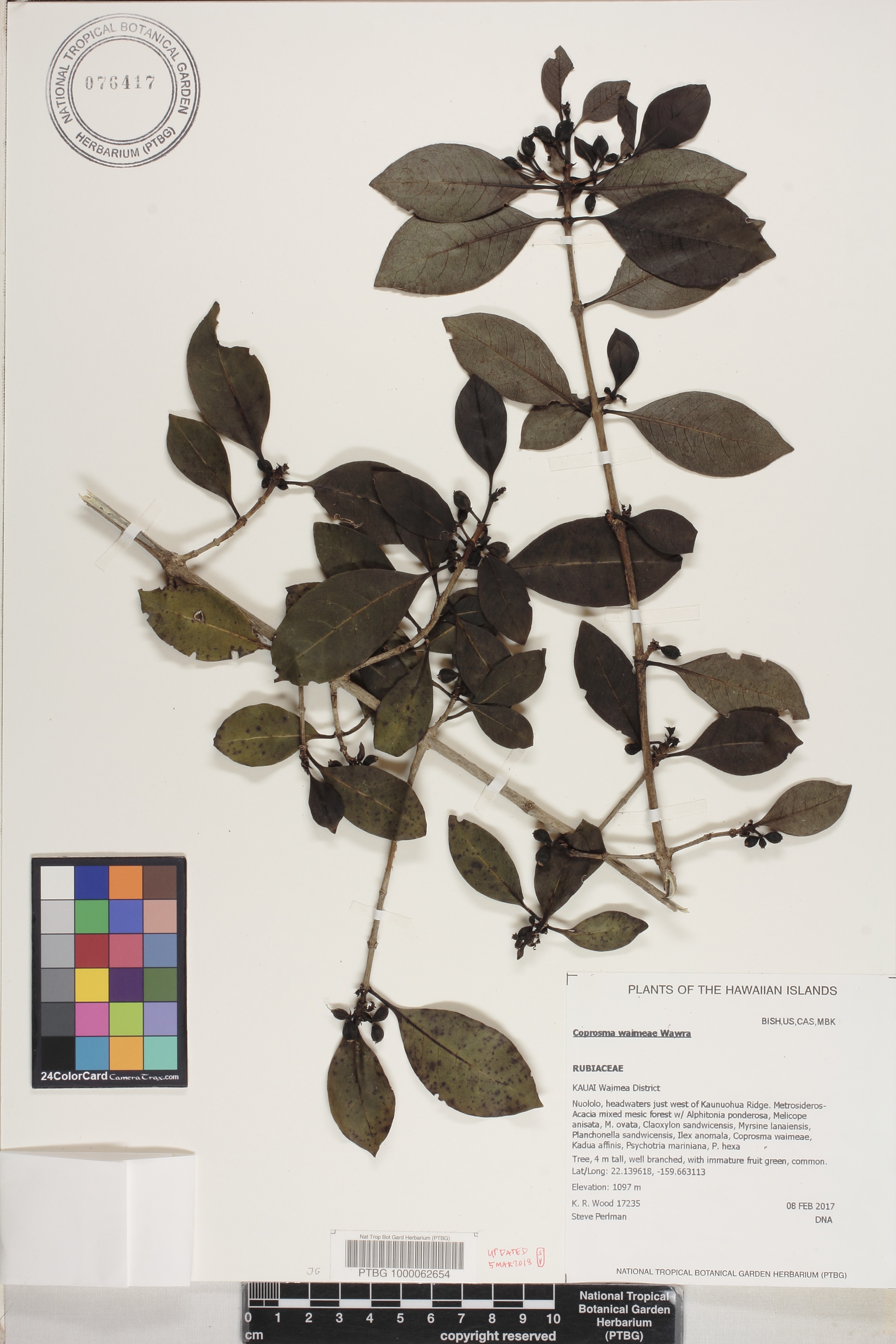 Coprosma waimeae image