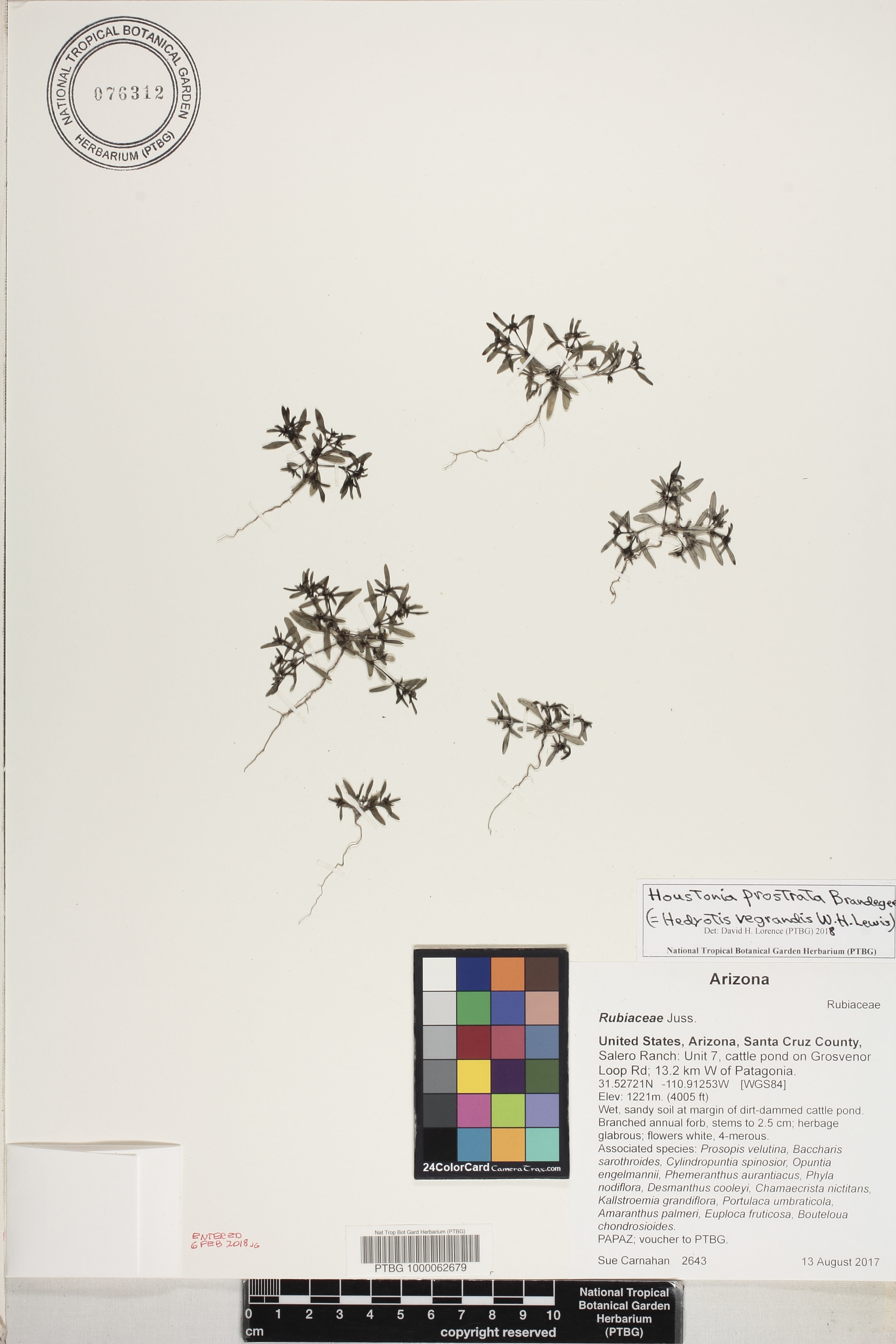 Houstonia prostrata image