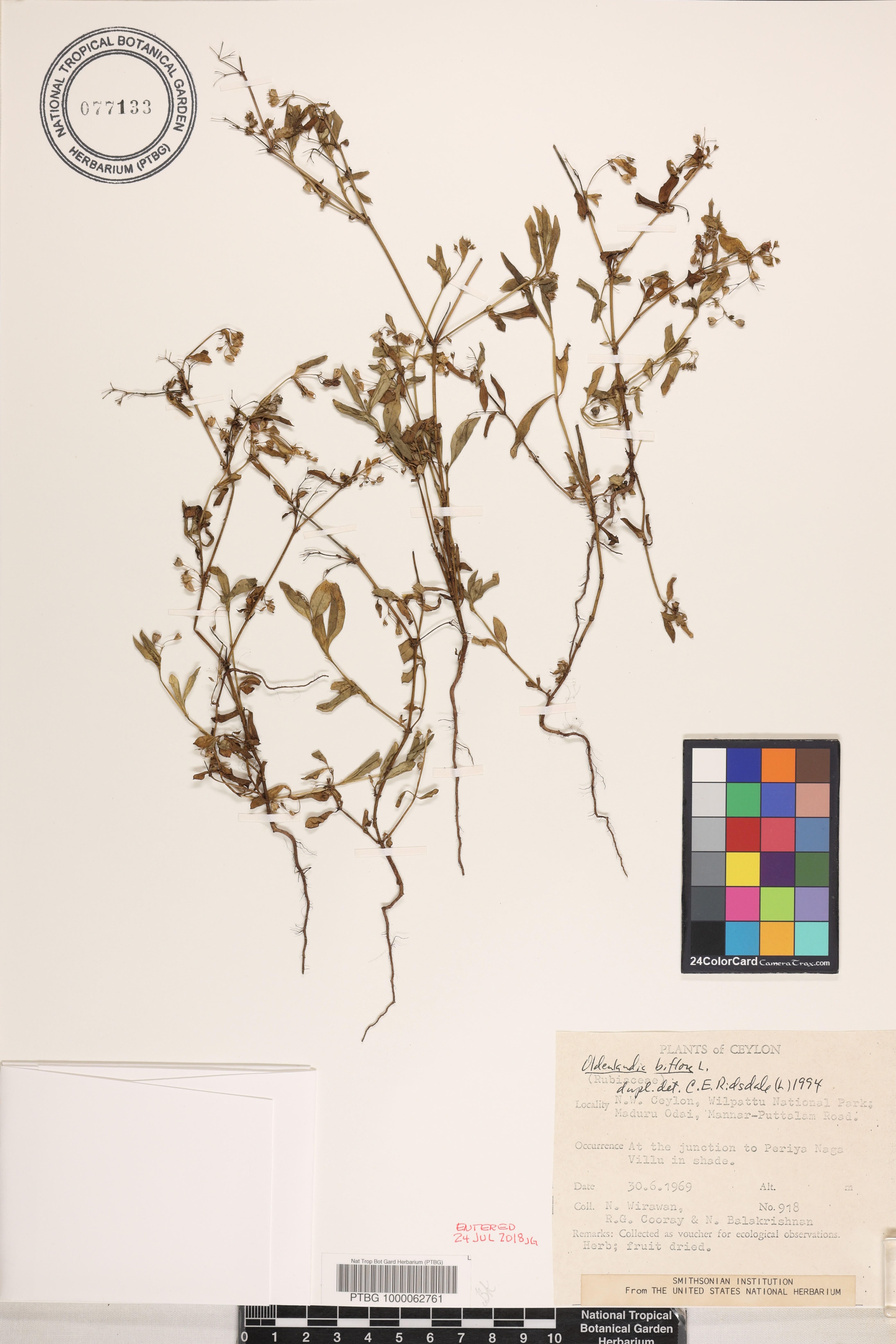 Oldenlandia biflora image