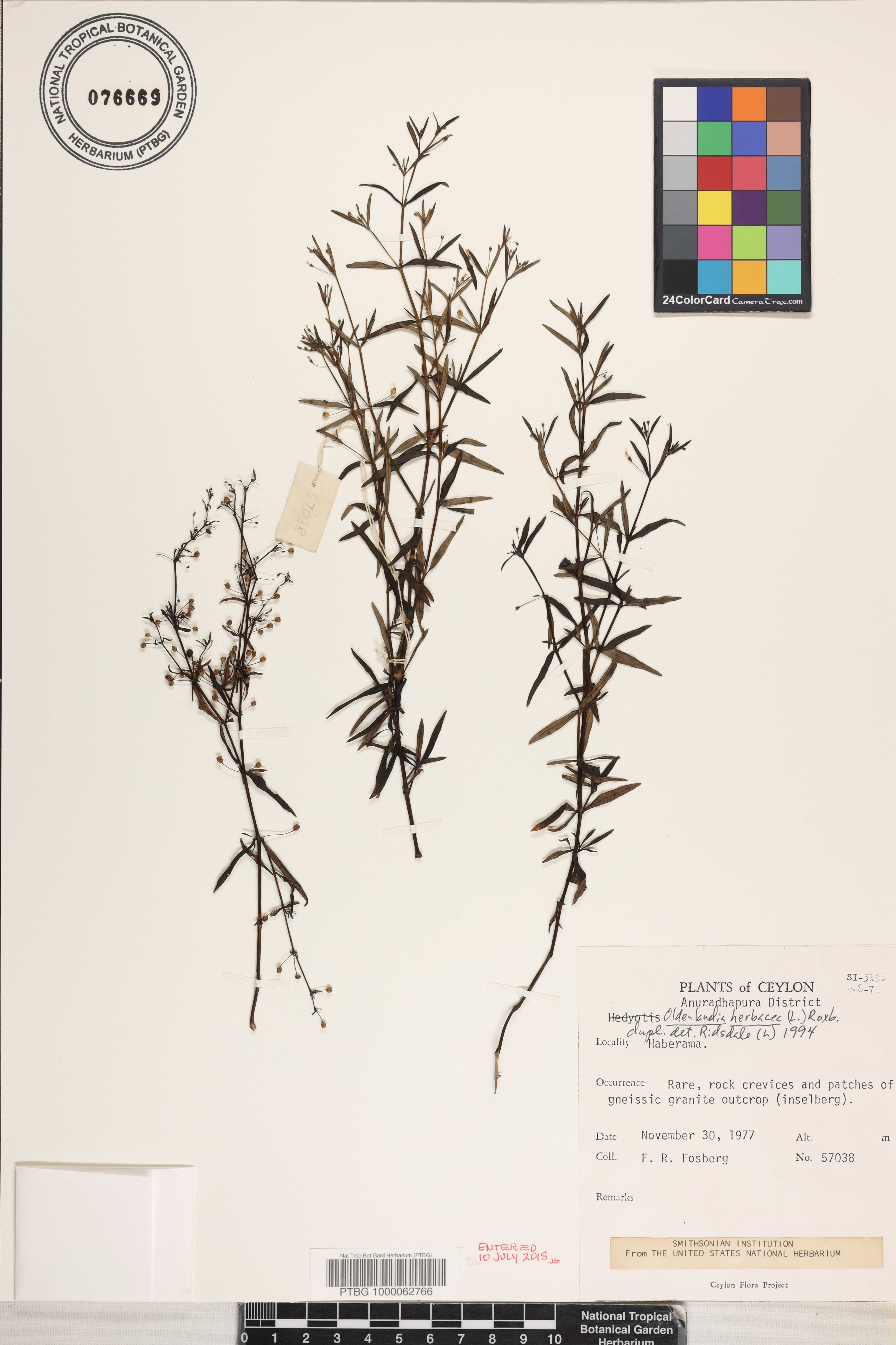 Oldenlandia herbacea image