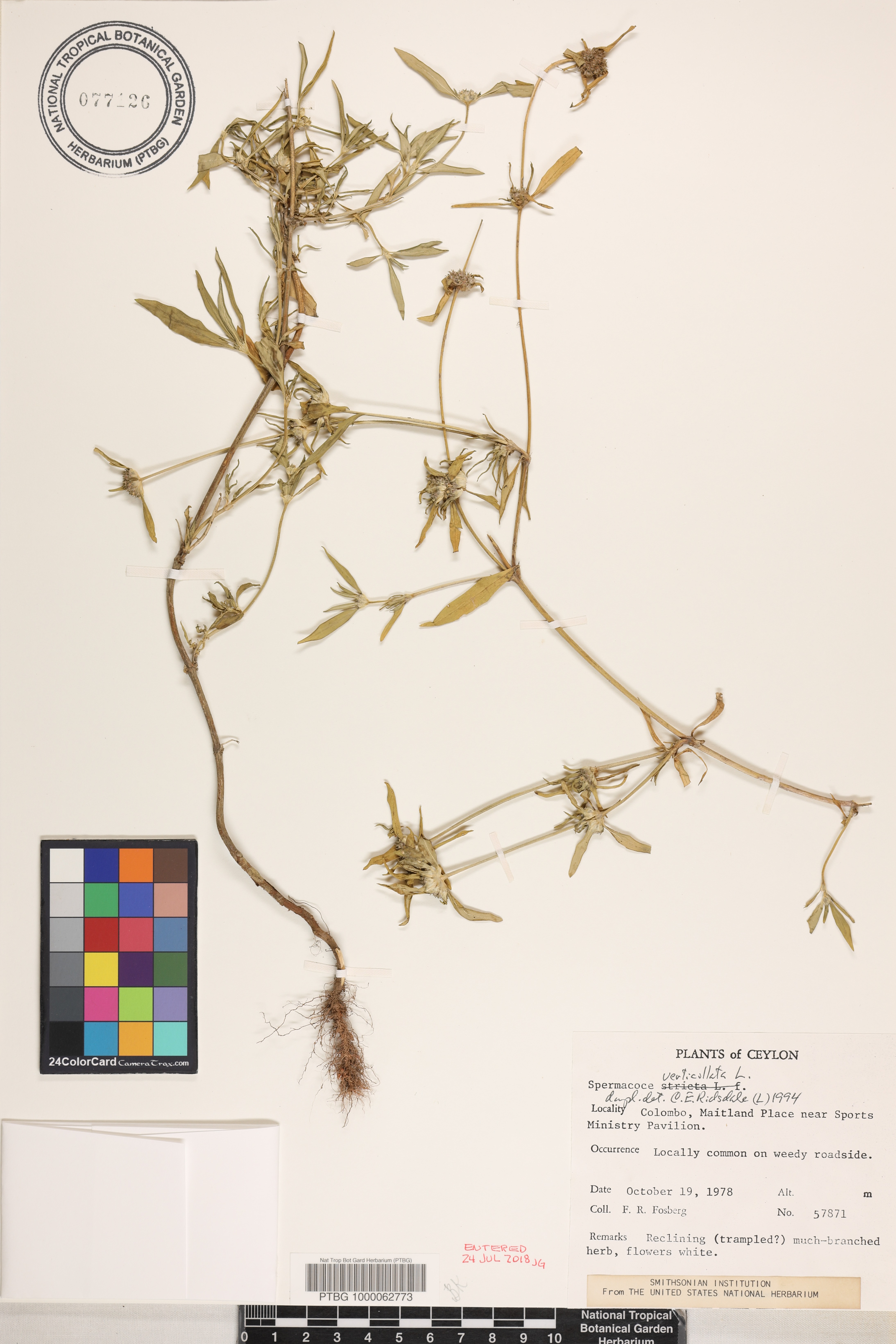 Spermacoce verticillata image