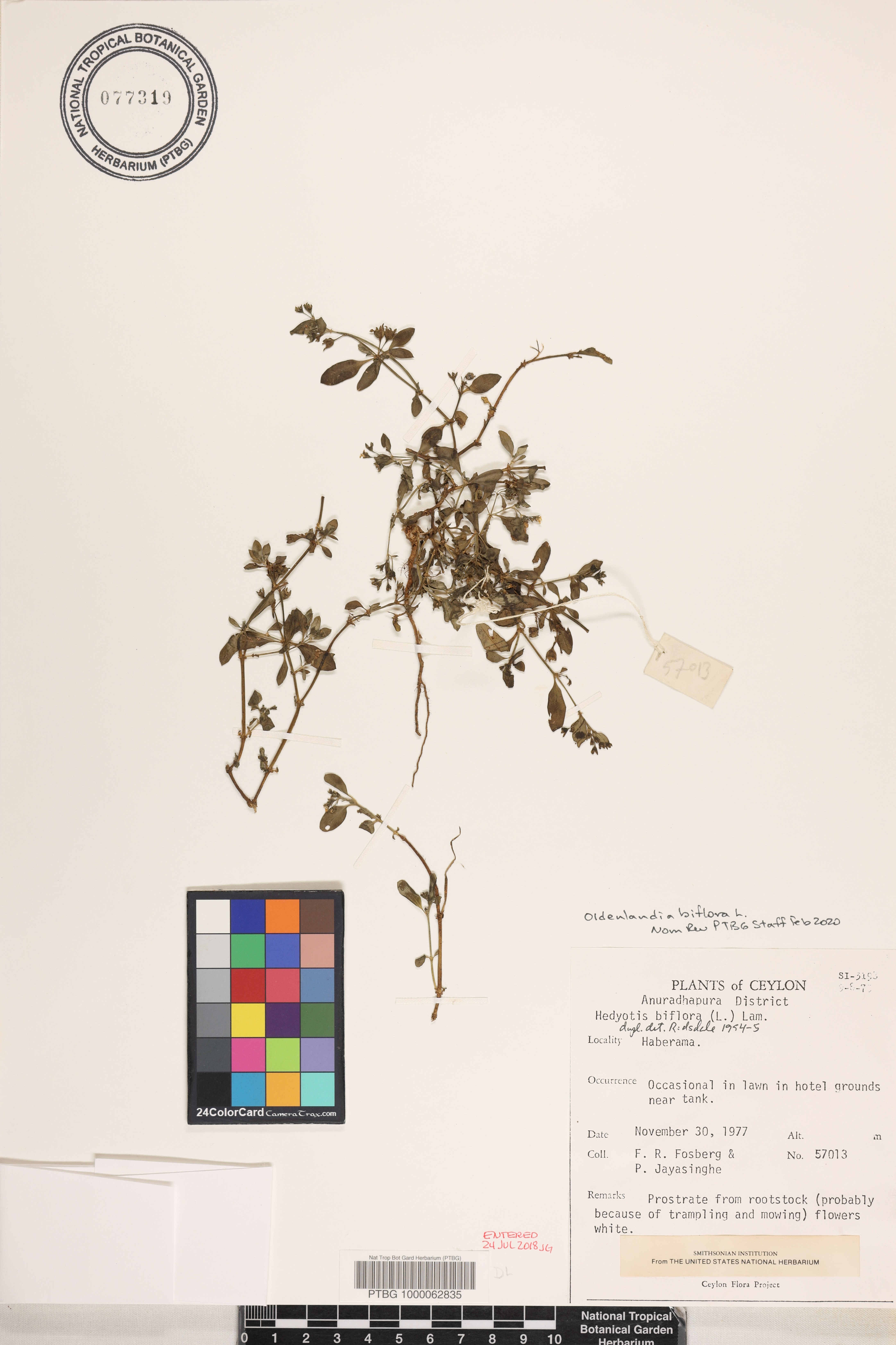 Oldenlandia biflora image
