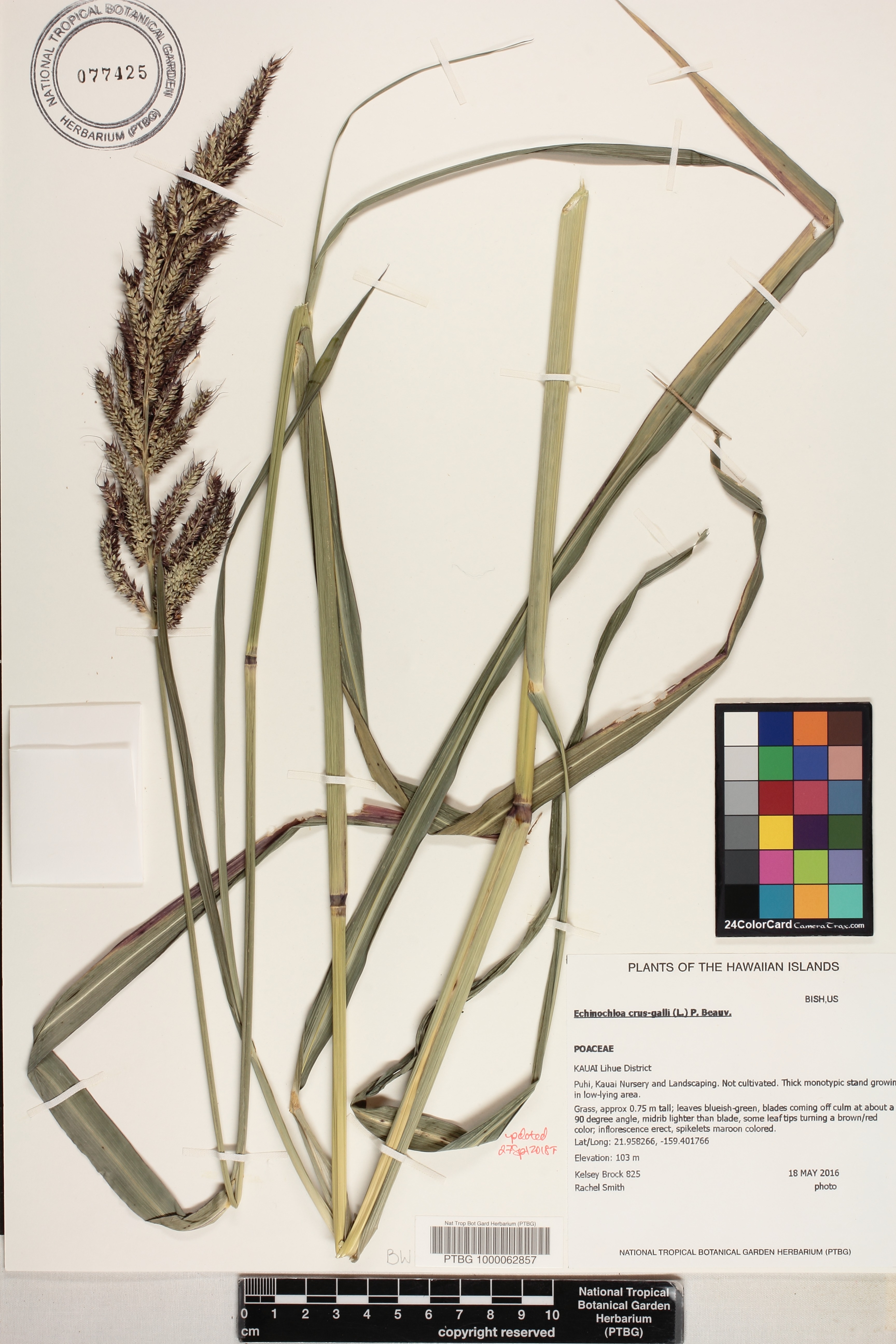 Echinochloa image