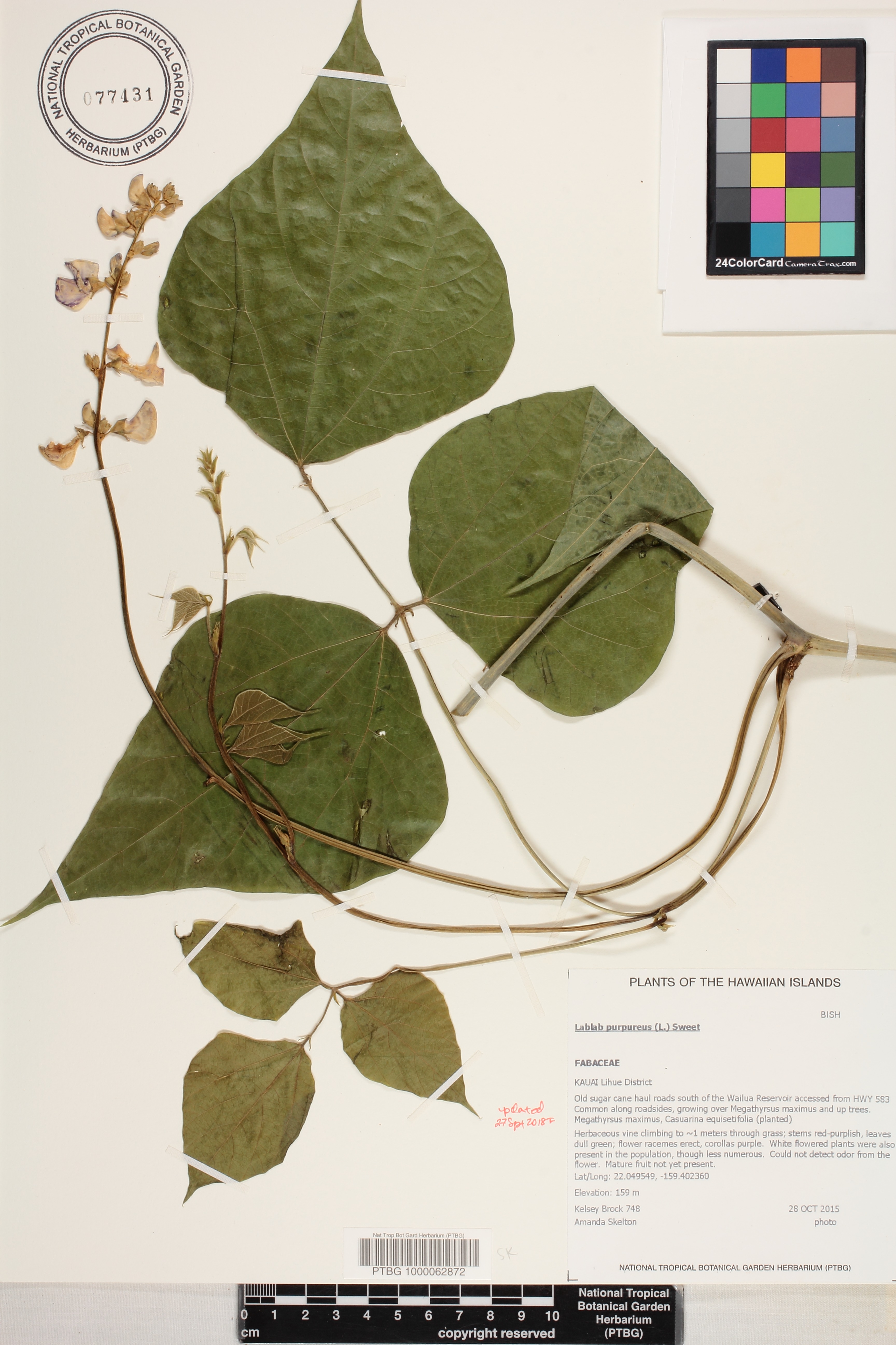 Lablab purpureus image
