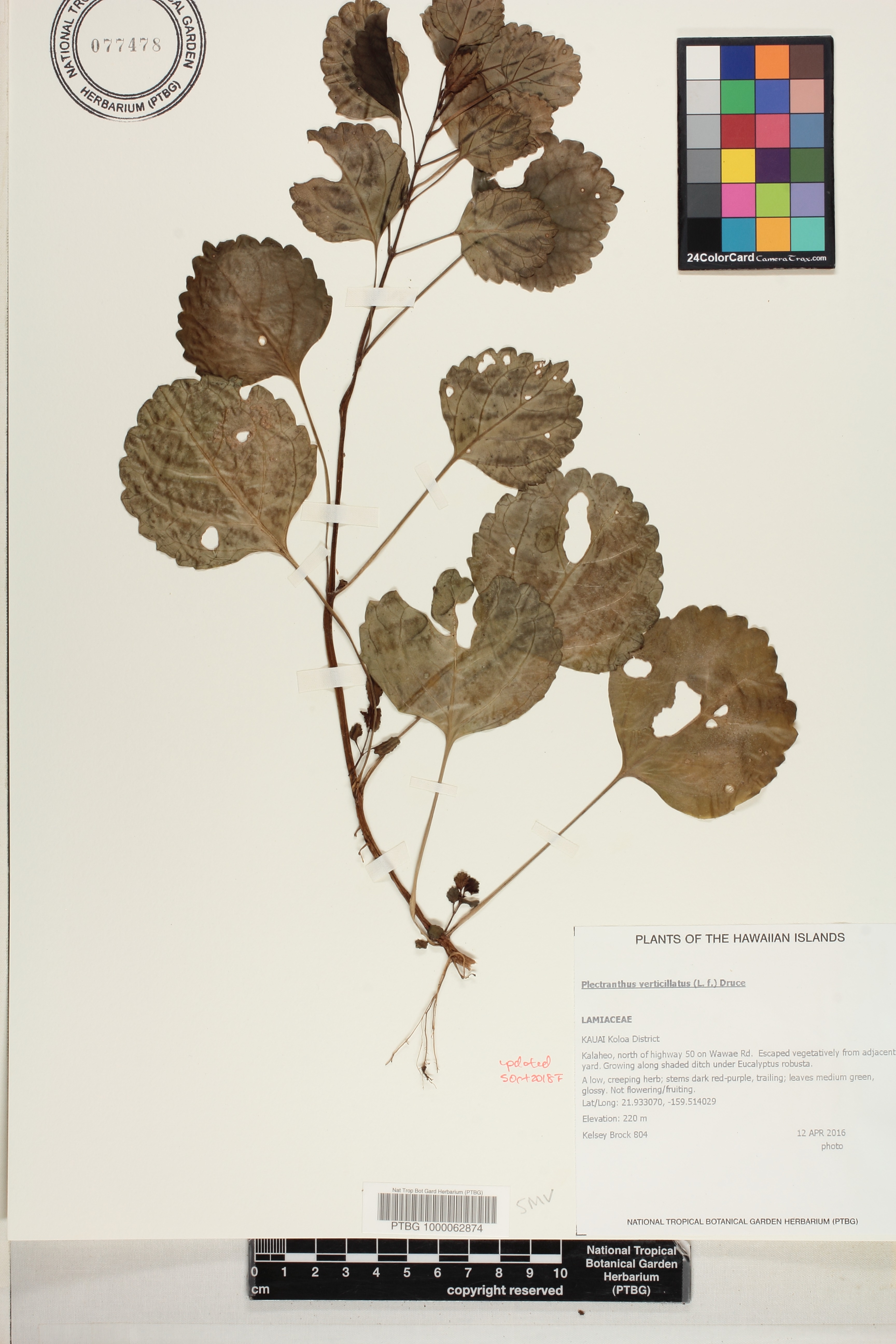 Plectranthus verticillatus image