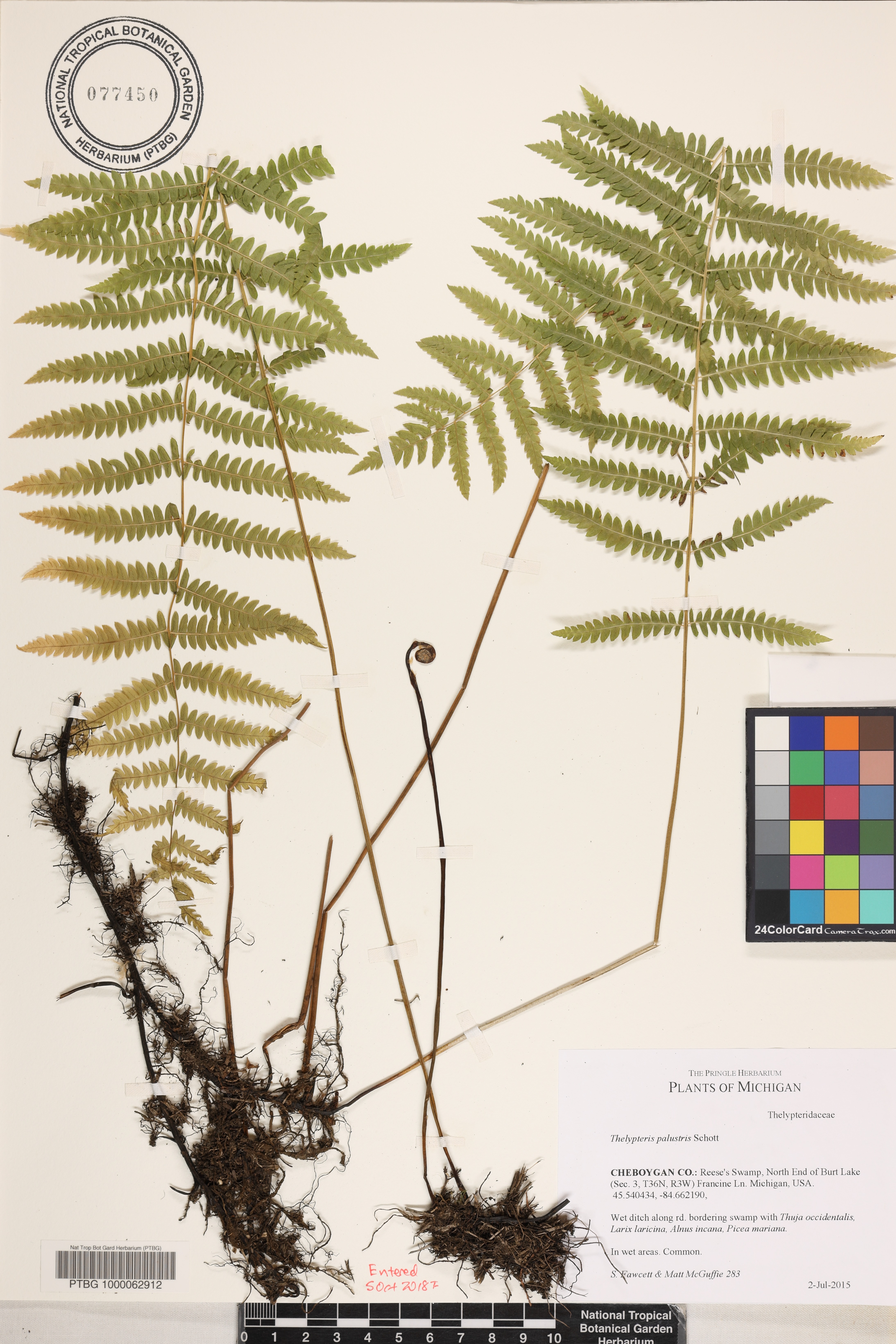Thelypteris palustris image