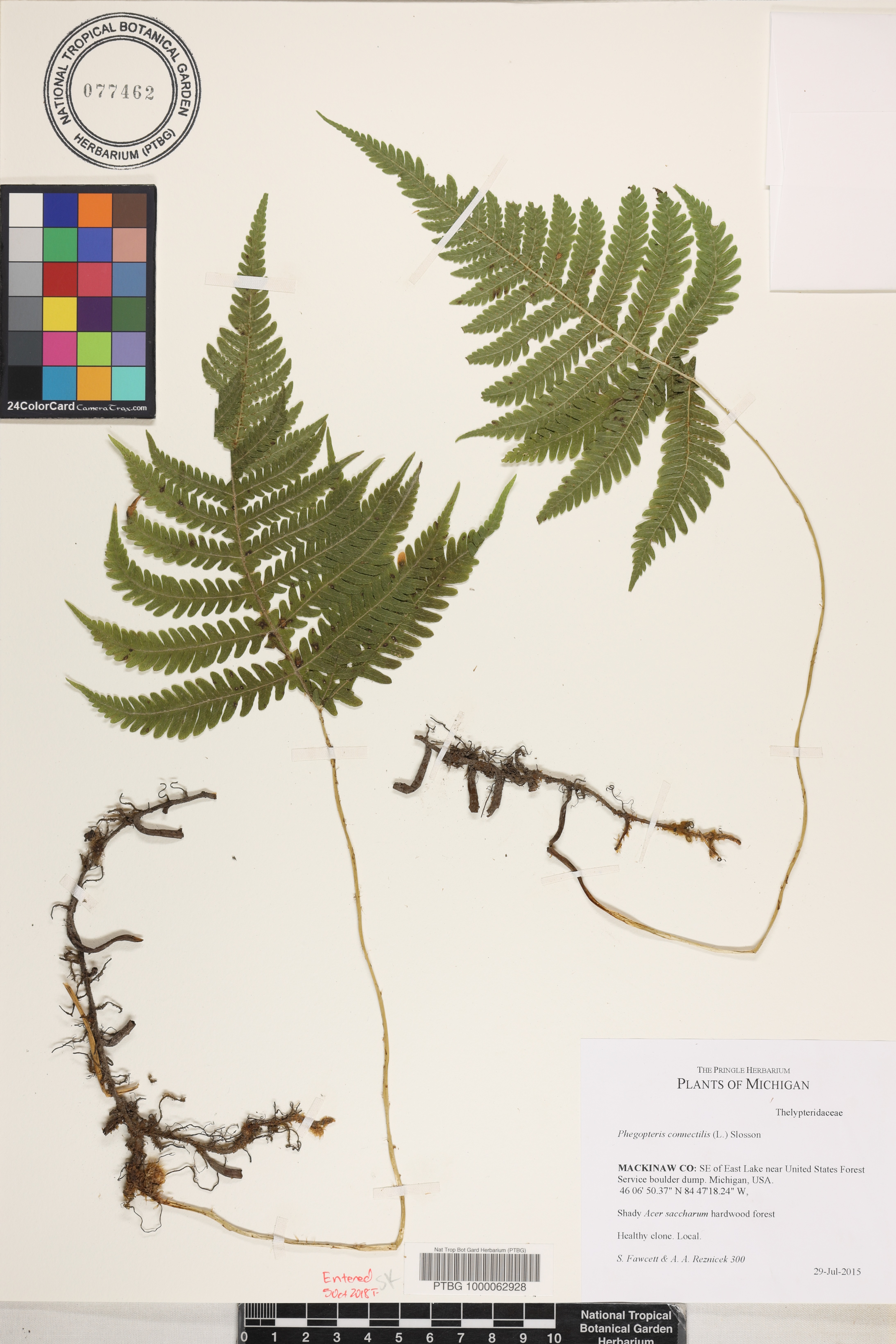 Phegopteris connectilis image