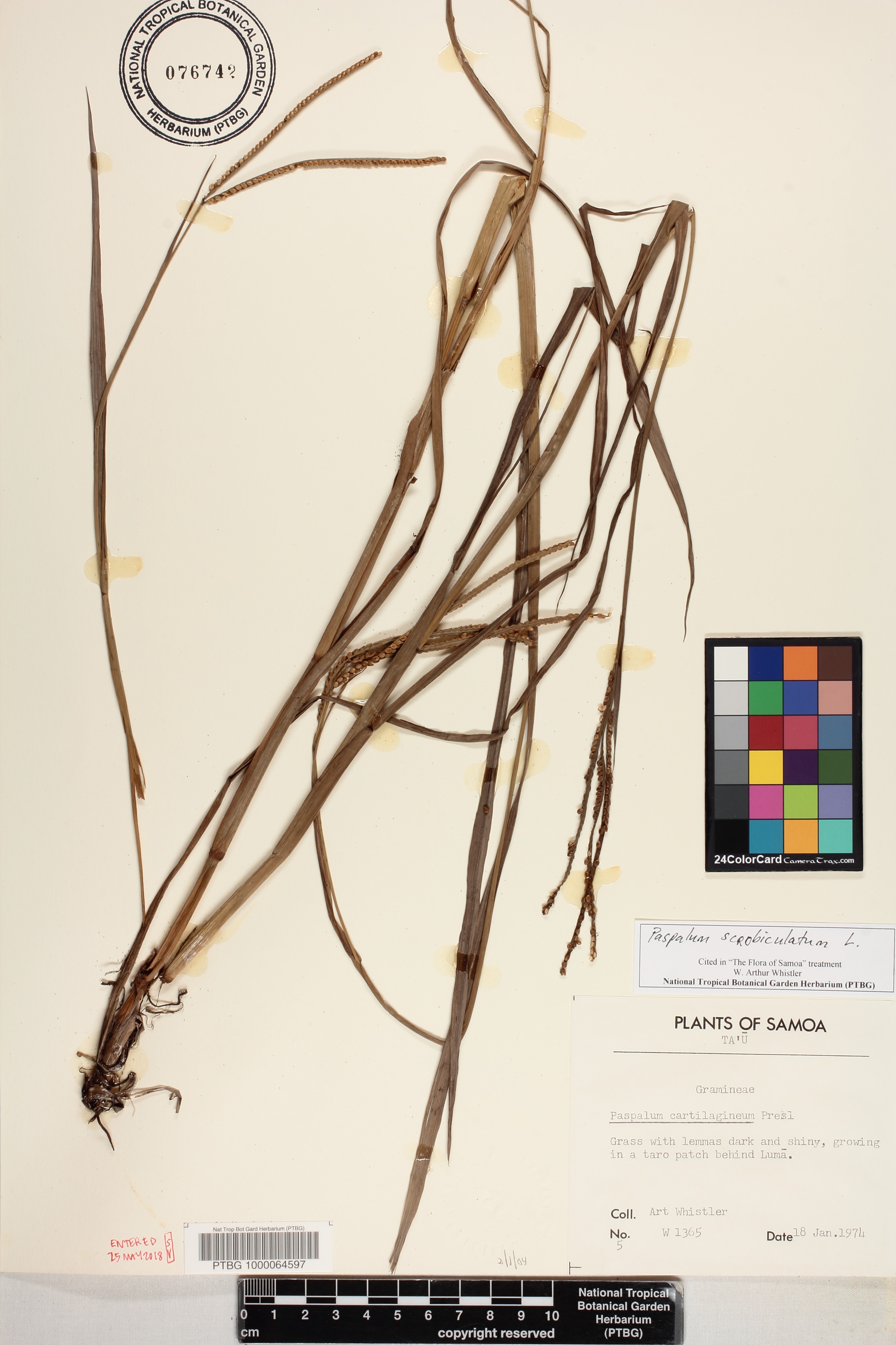 Paspalum scrobiculatum image