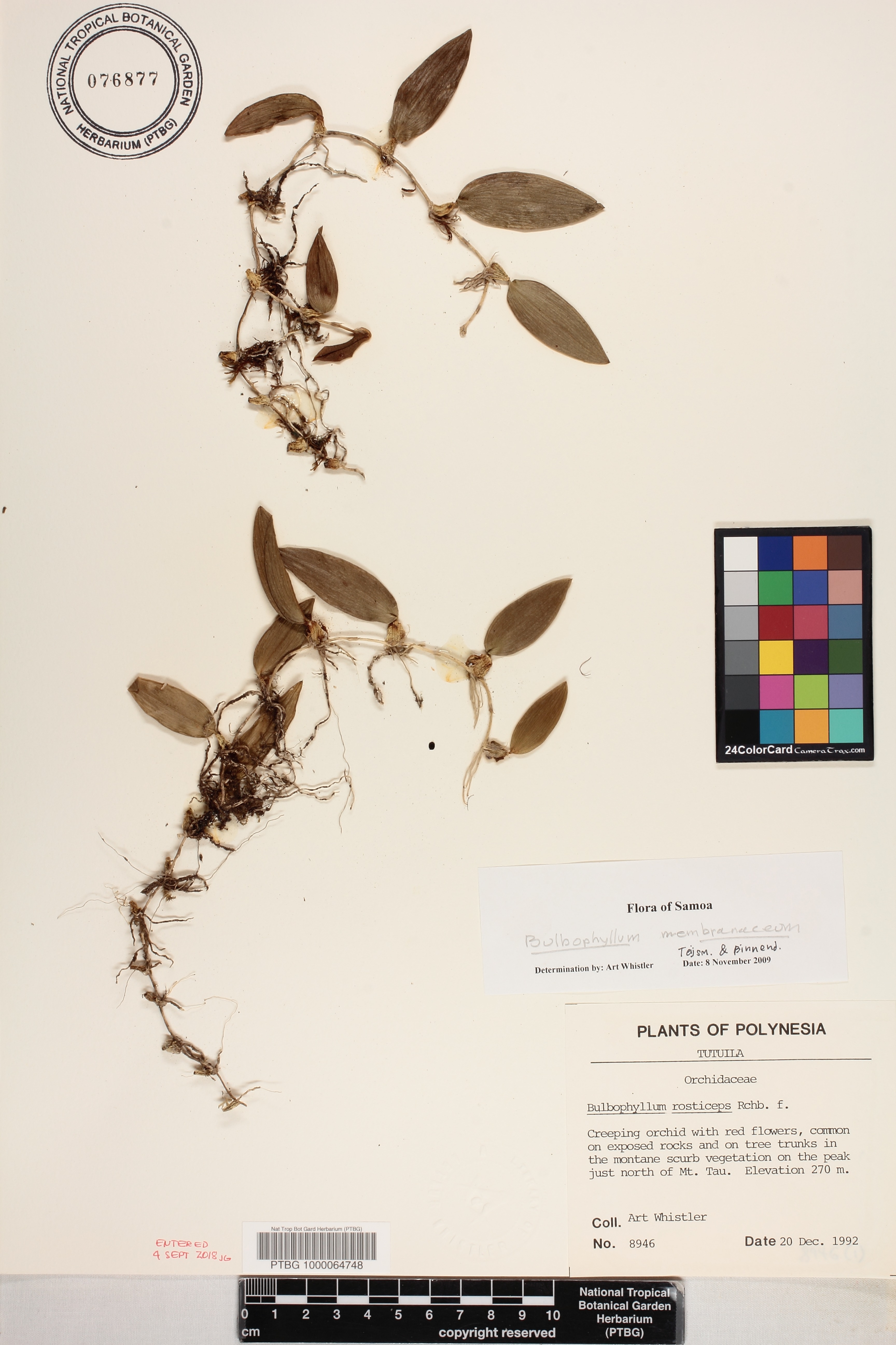 Bulbophyllum membranaceum image