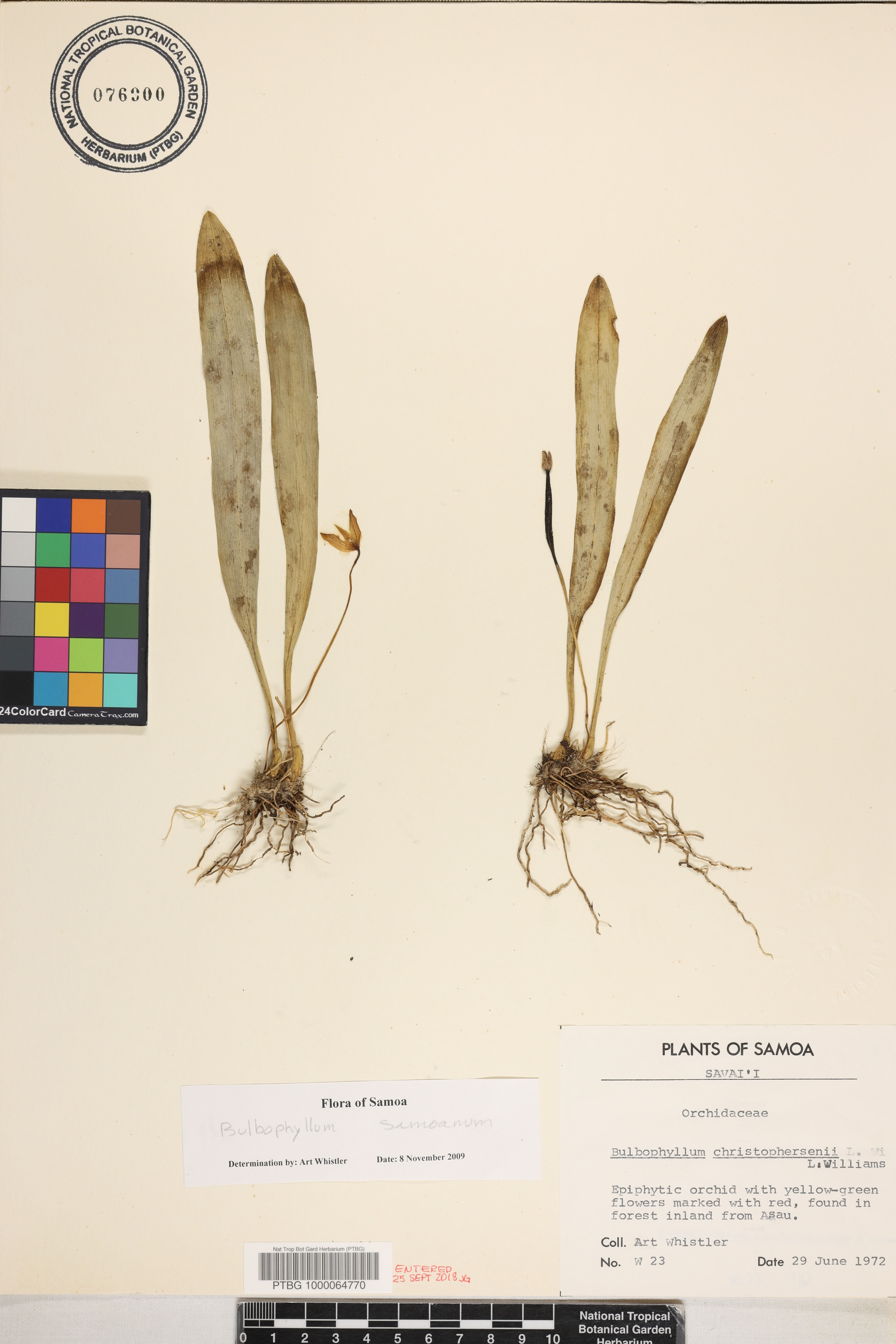 Bulbophyllum samoanum image