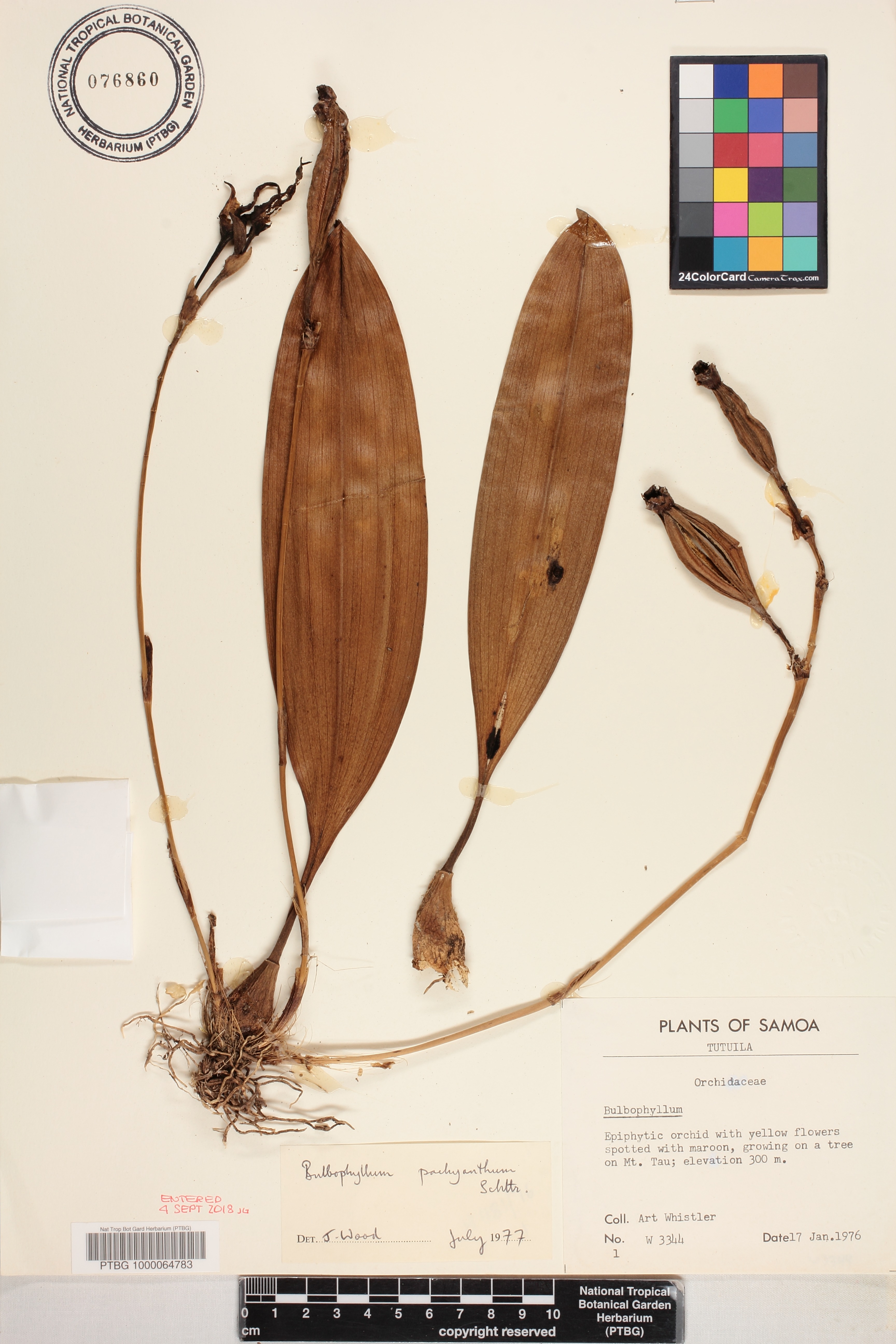 Bulbophyllum pachyanthum image
