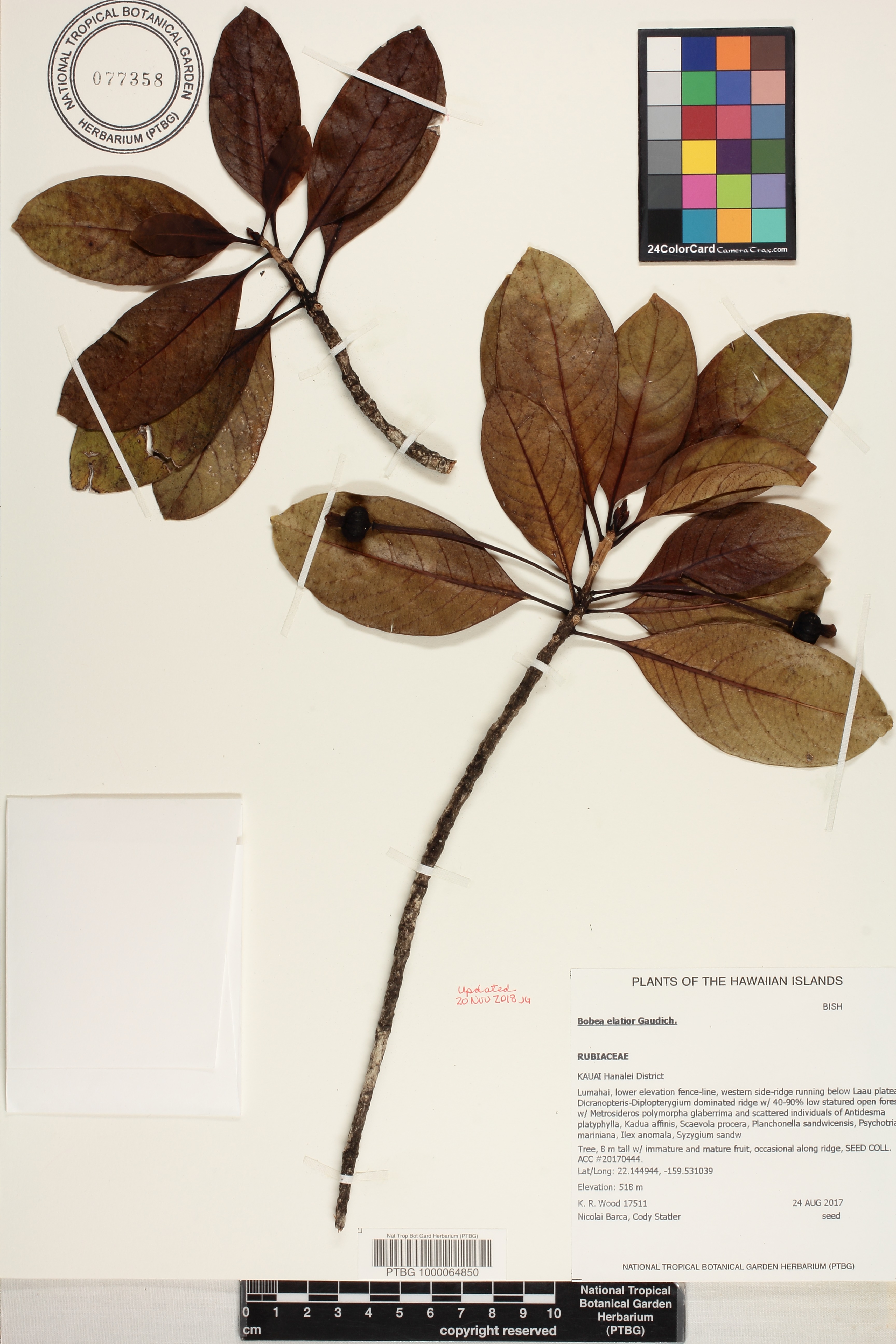 Bobea elatior image