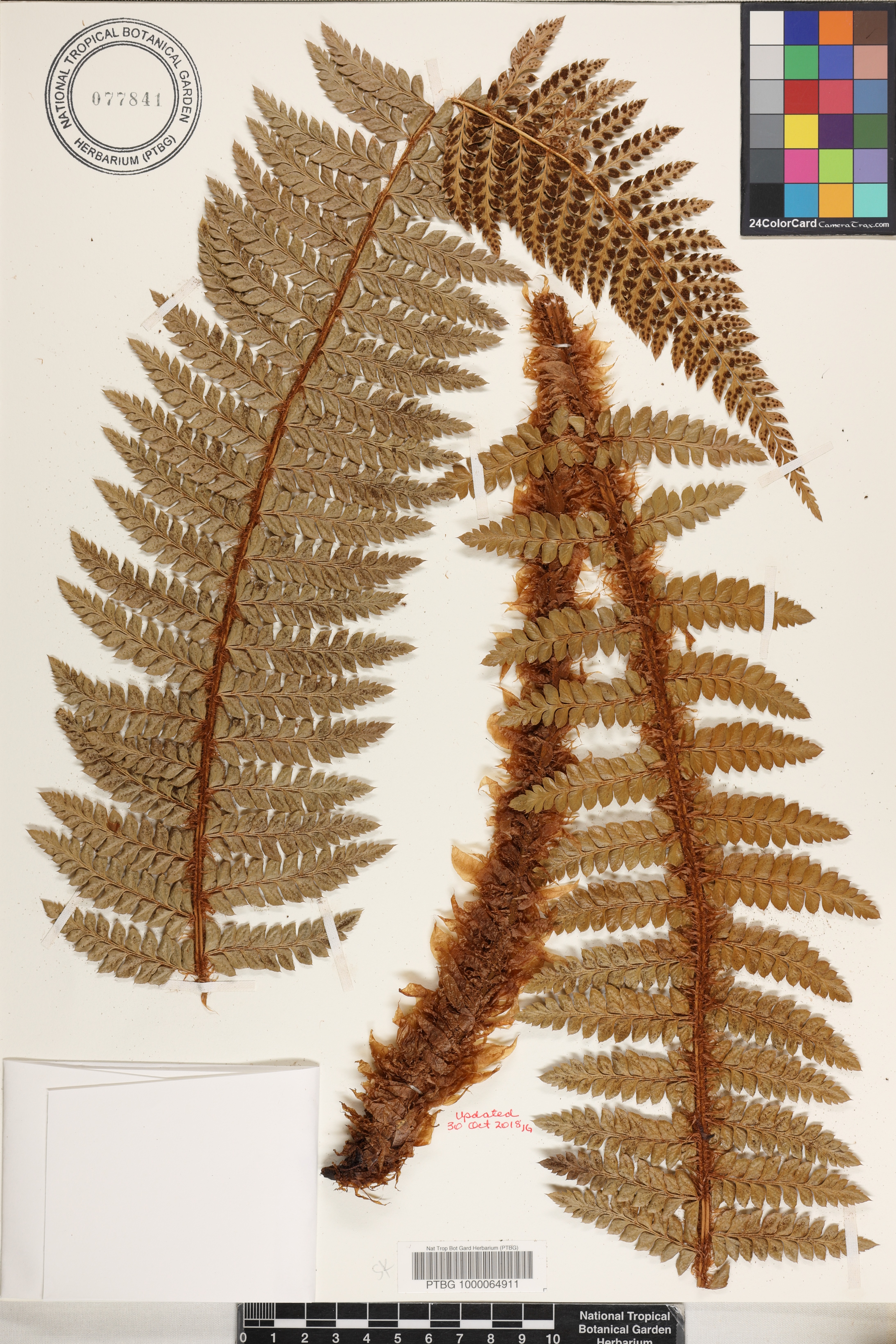 Polystichum hillebrandii image