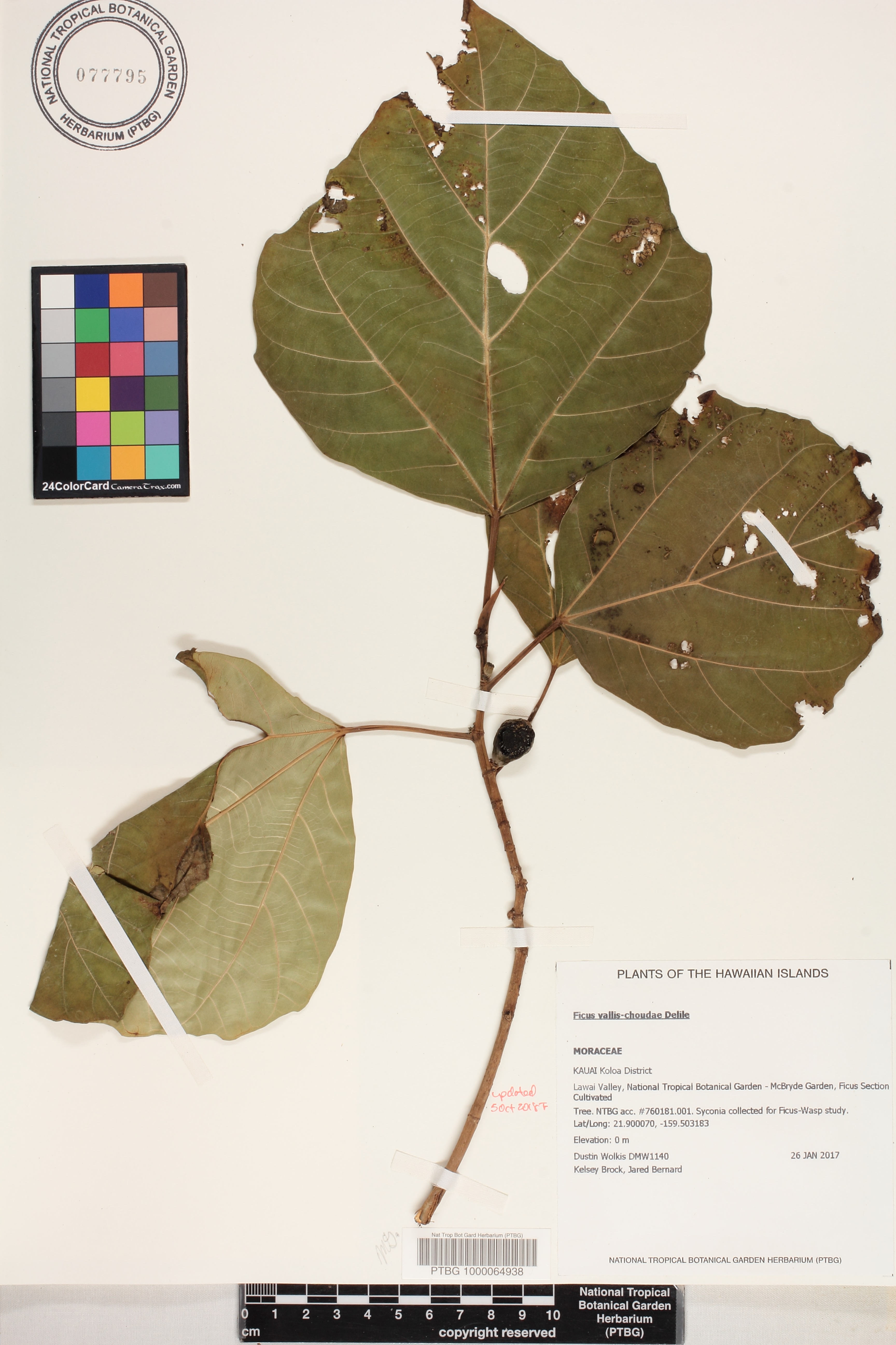 Ficus vallis-choudae image