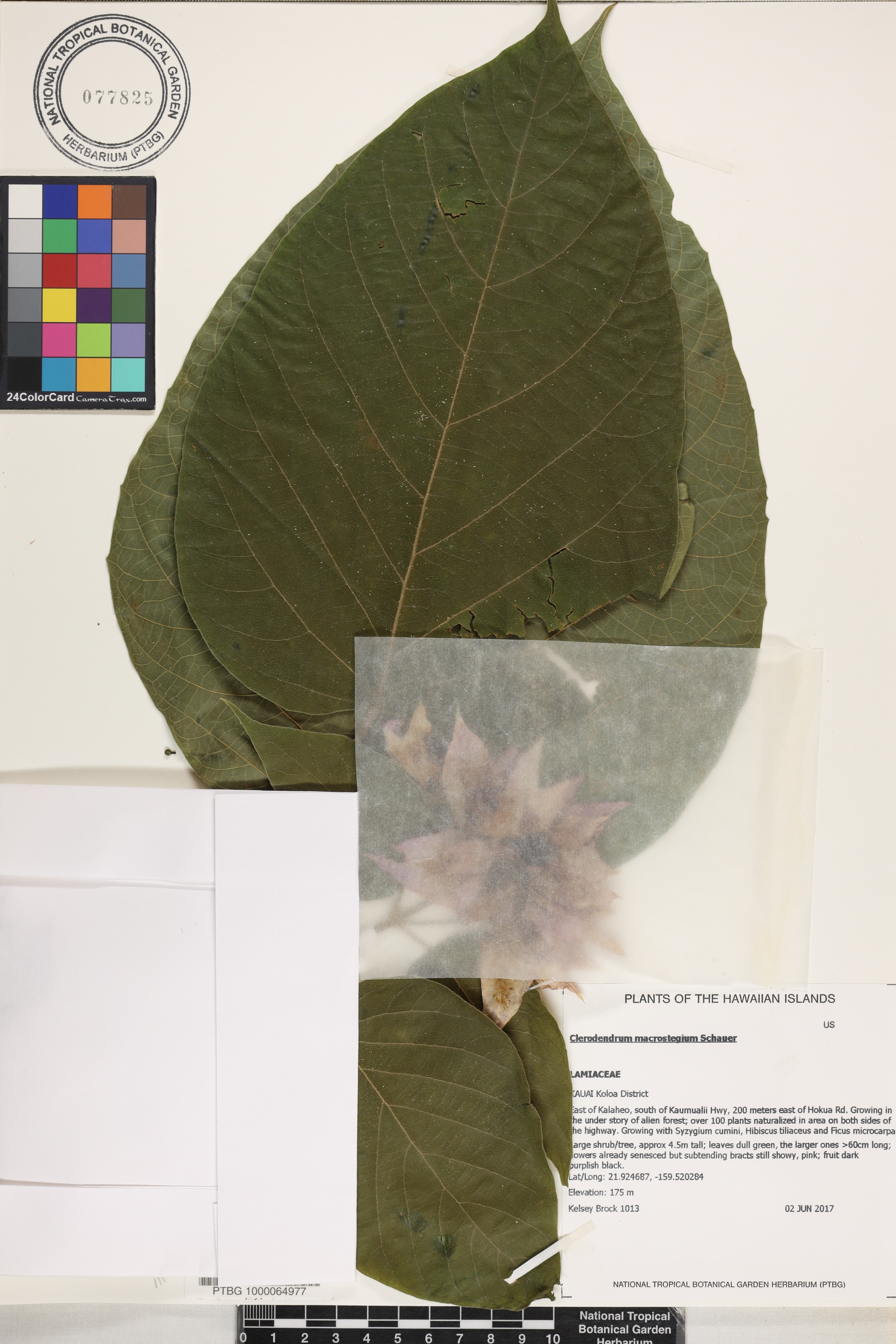 Clerodendrum macrostegium image
