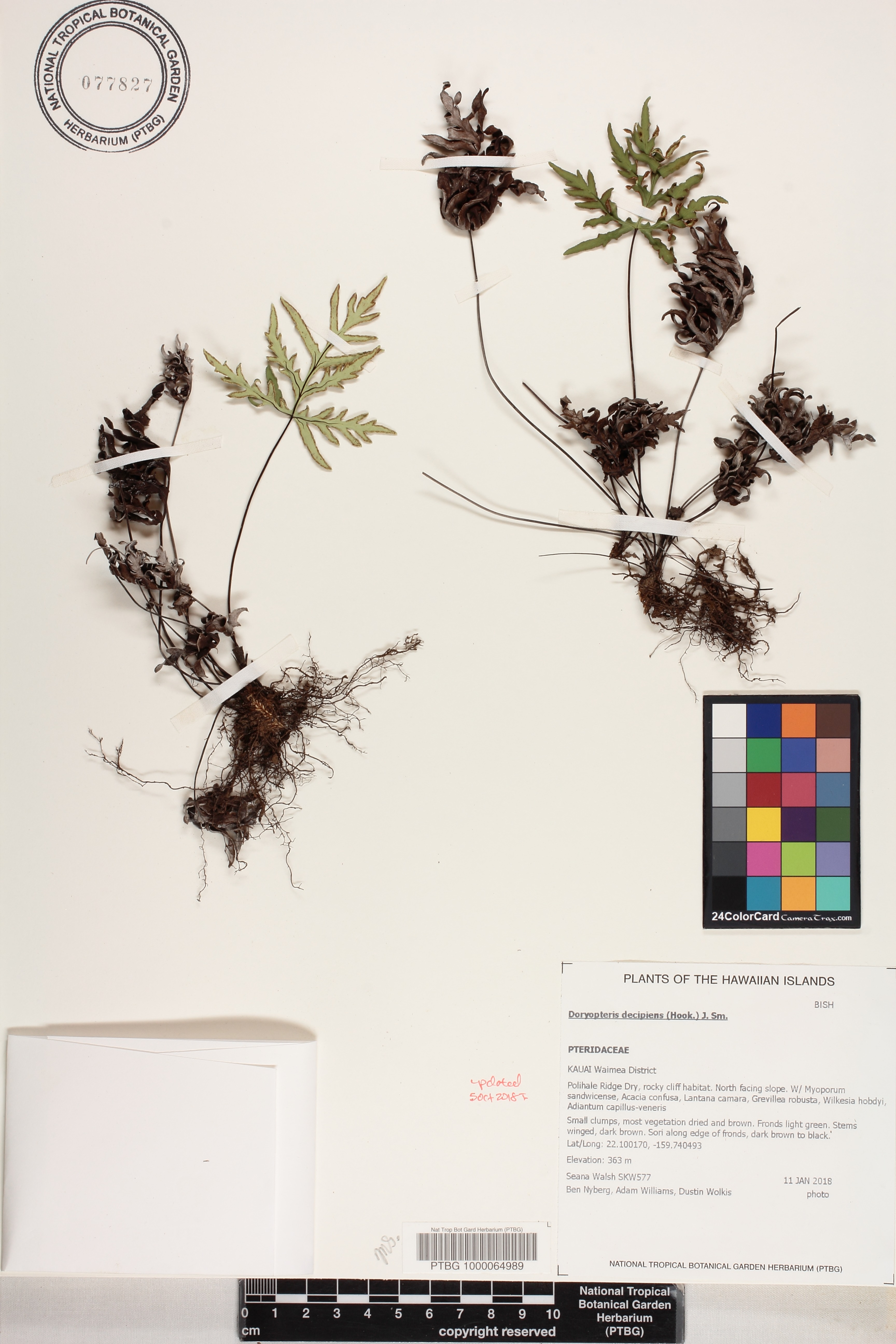 Doryopteris image