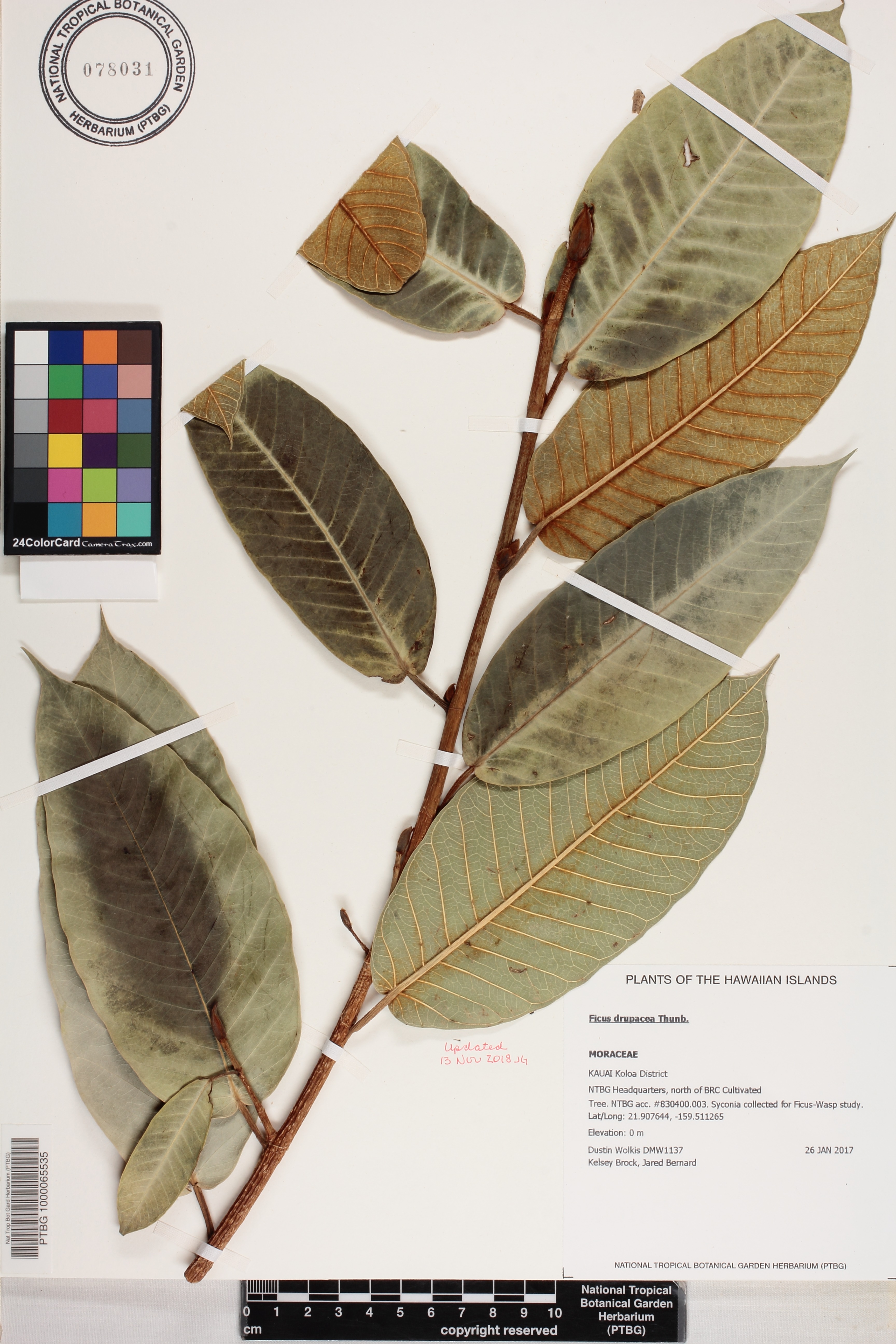 Ficus drupacea image