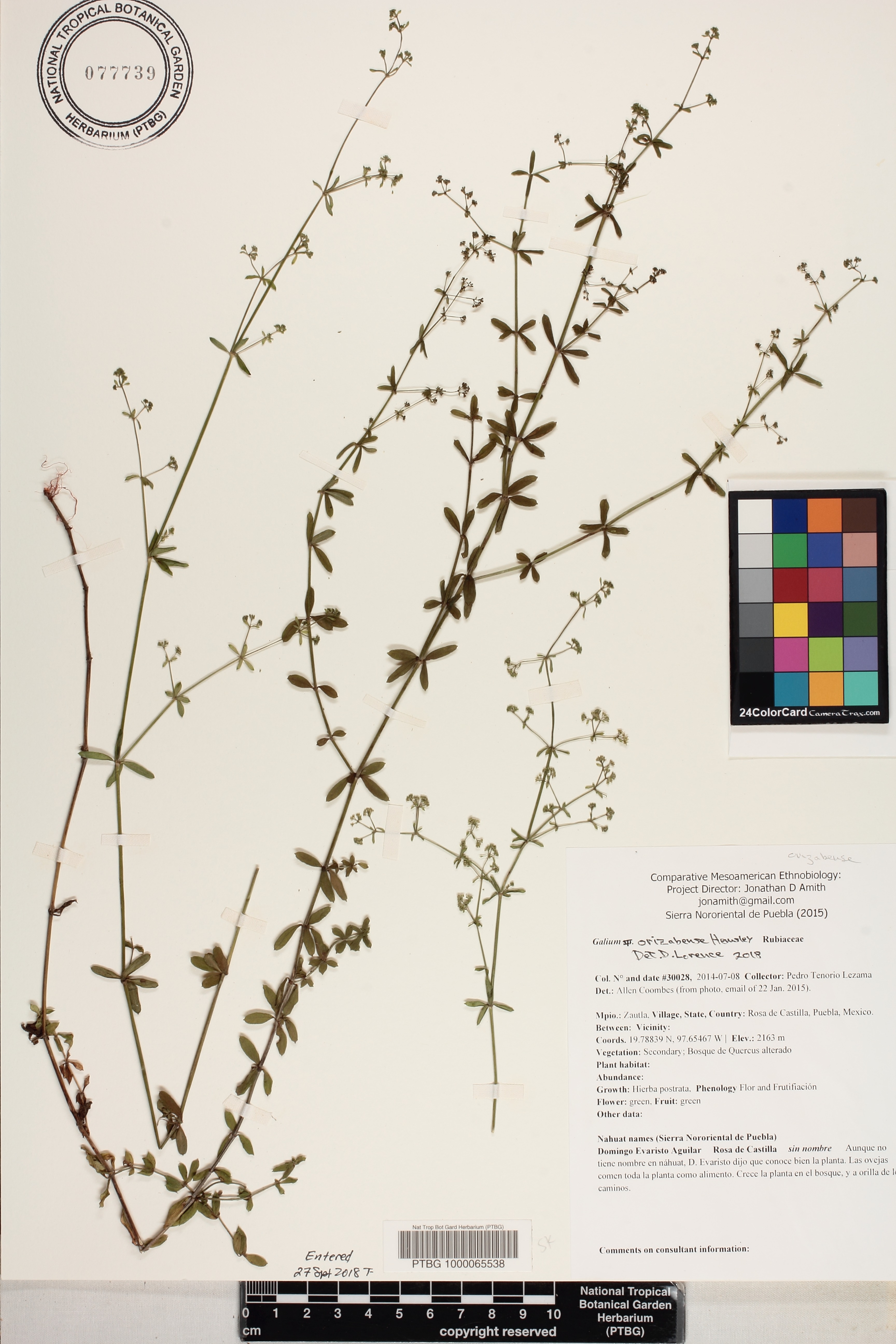 Galium orizabense image
