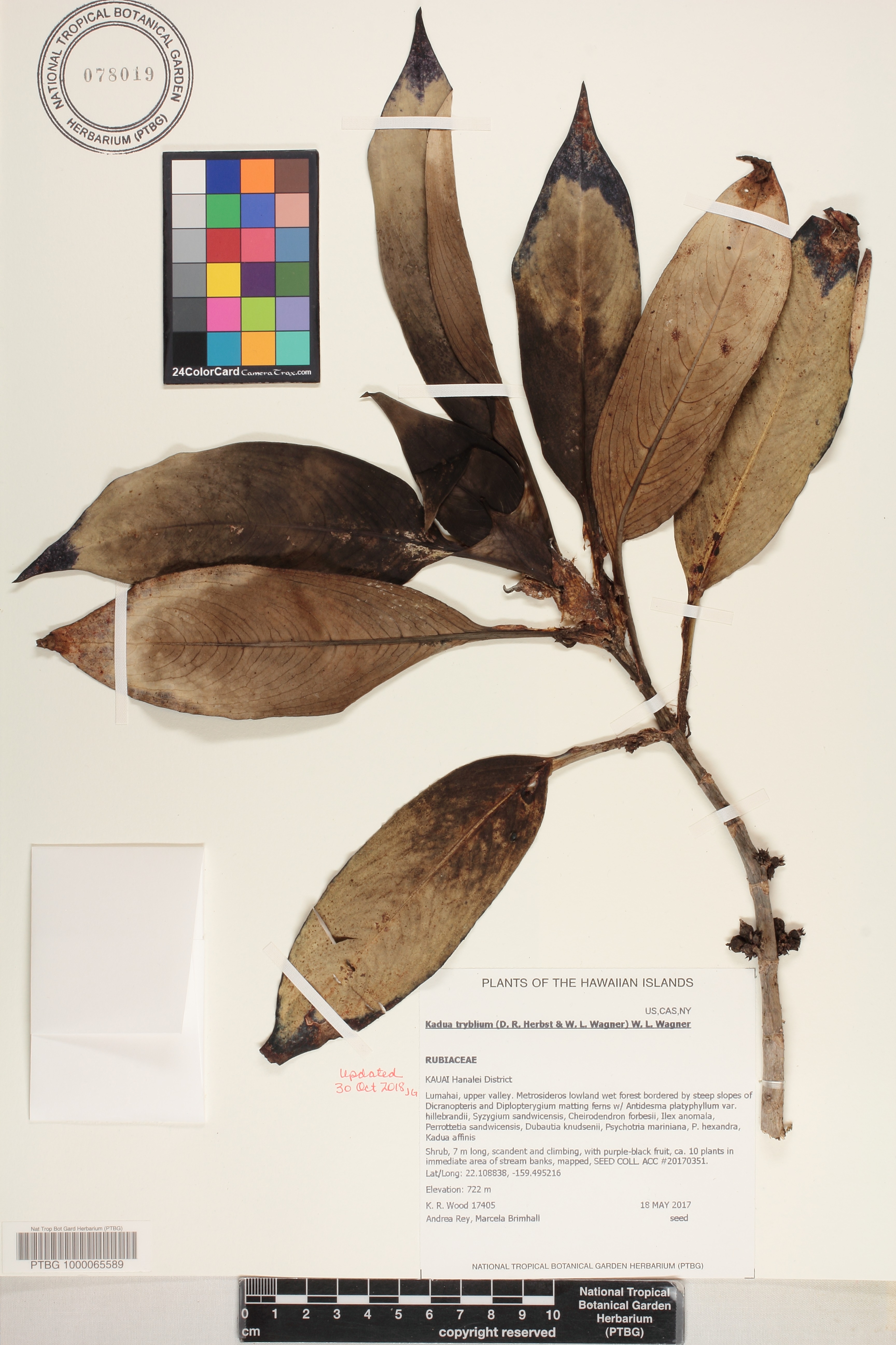 Kadua image