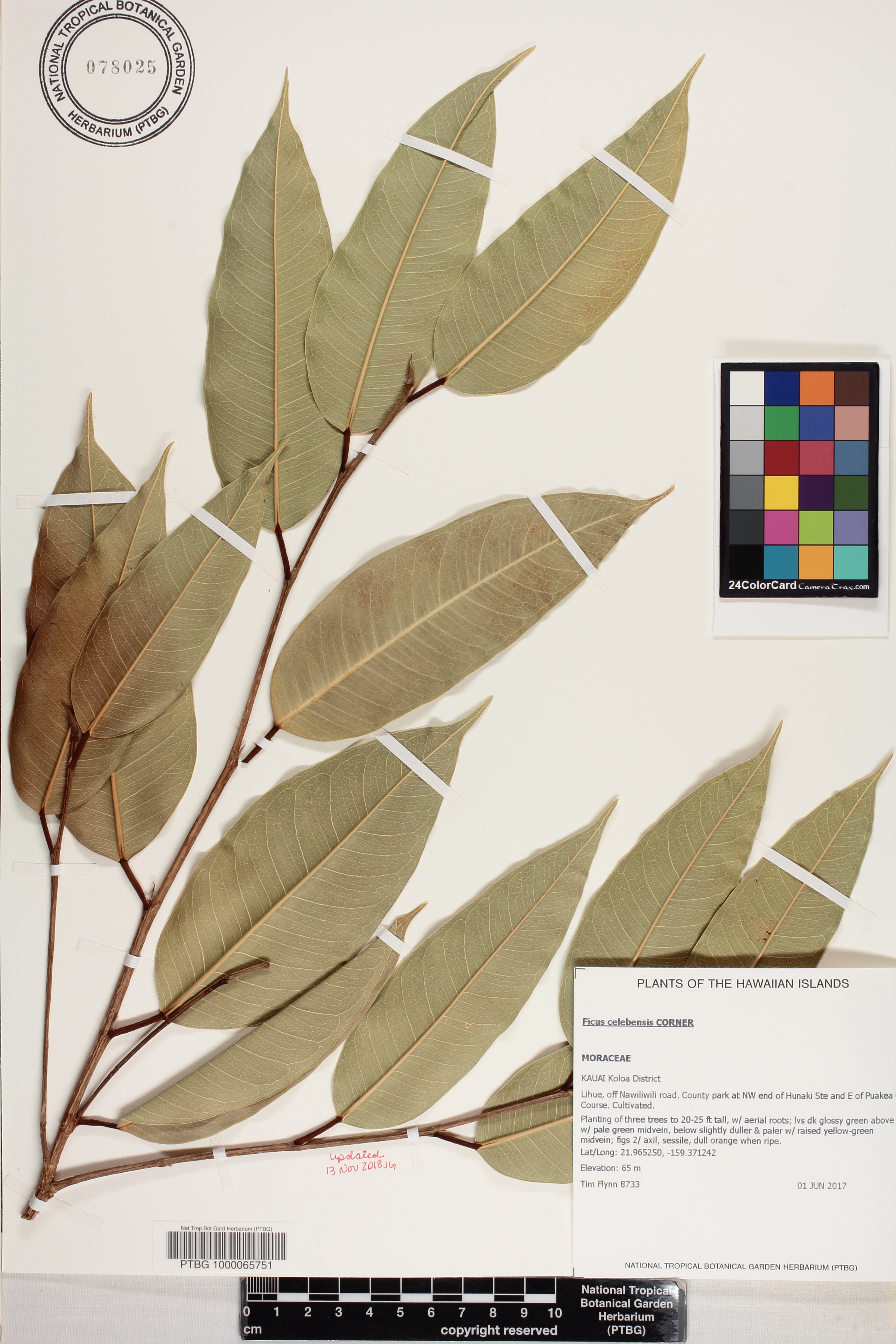 Ficus celebensis image