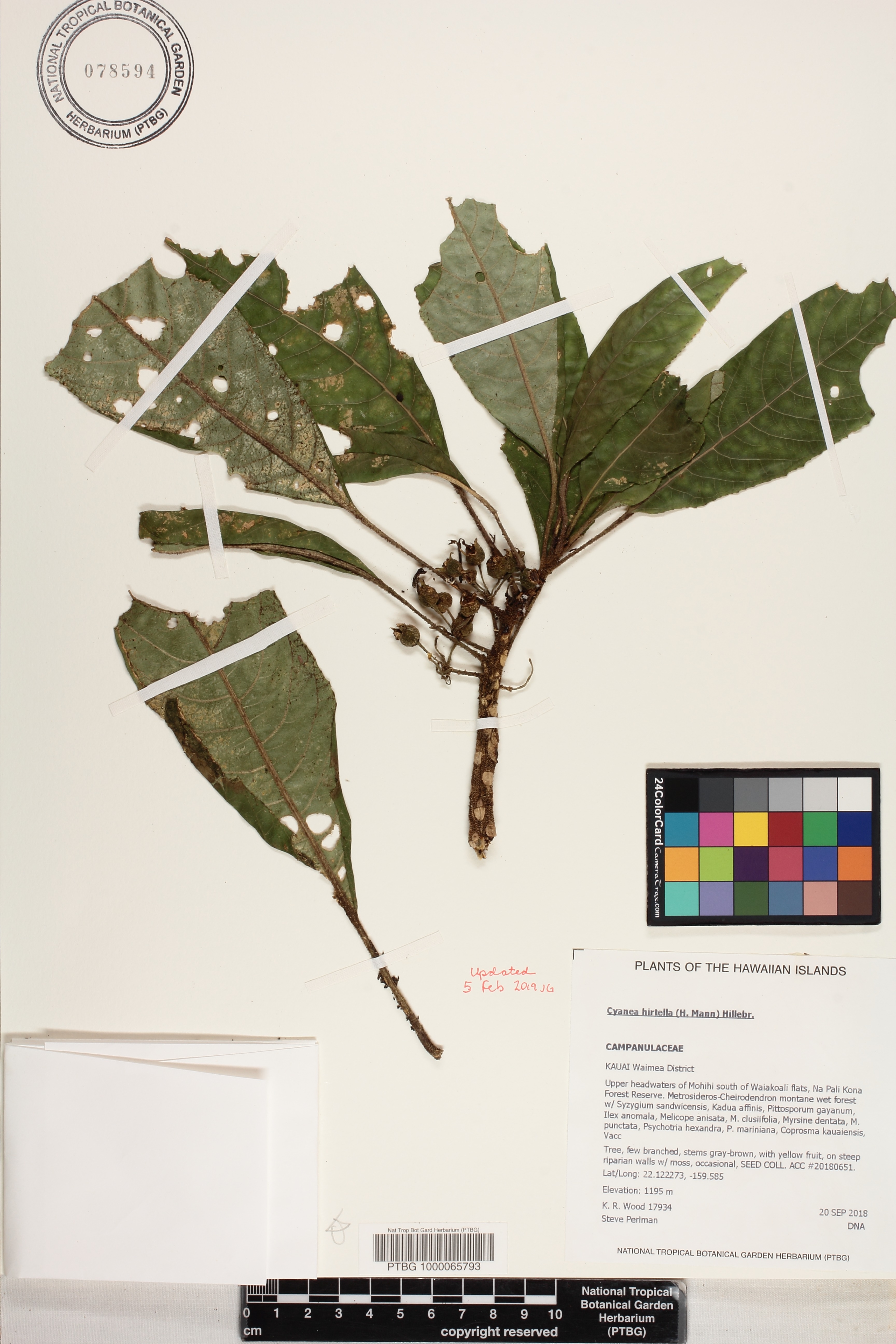 Cyanea hirtella image