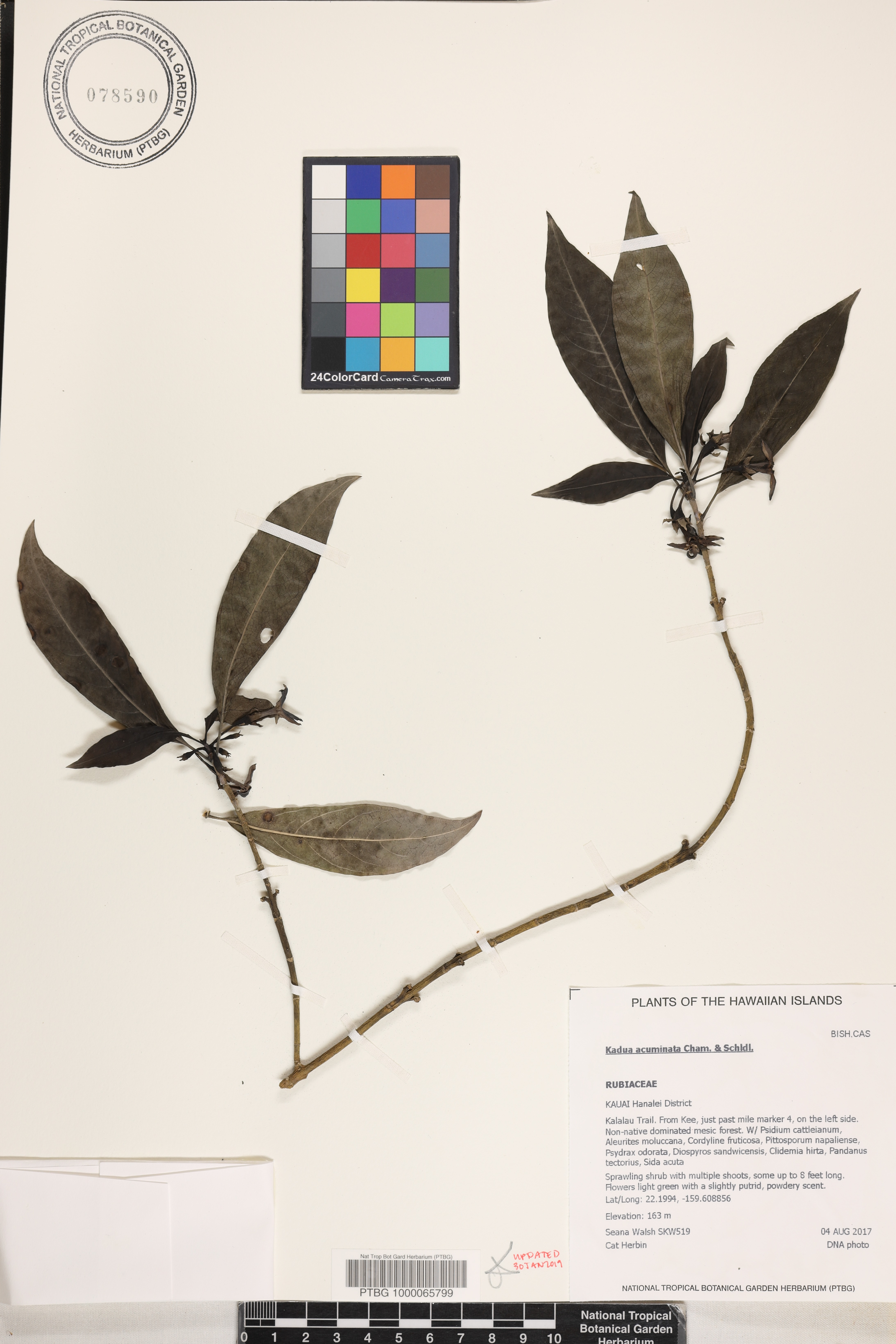 Kadua acuminata image