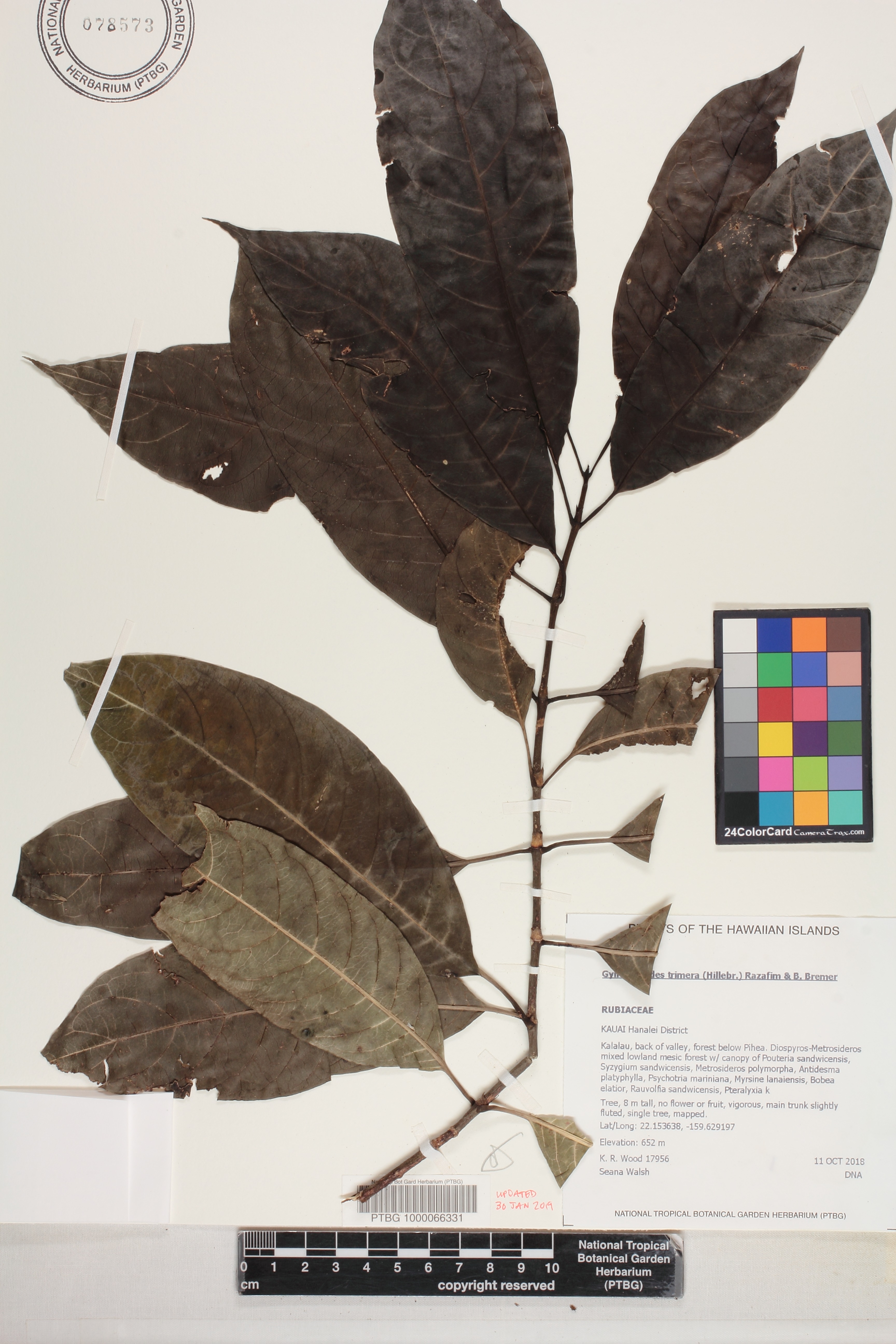 Gynochthodes trimera image