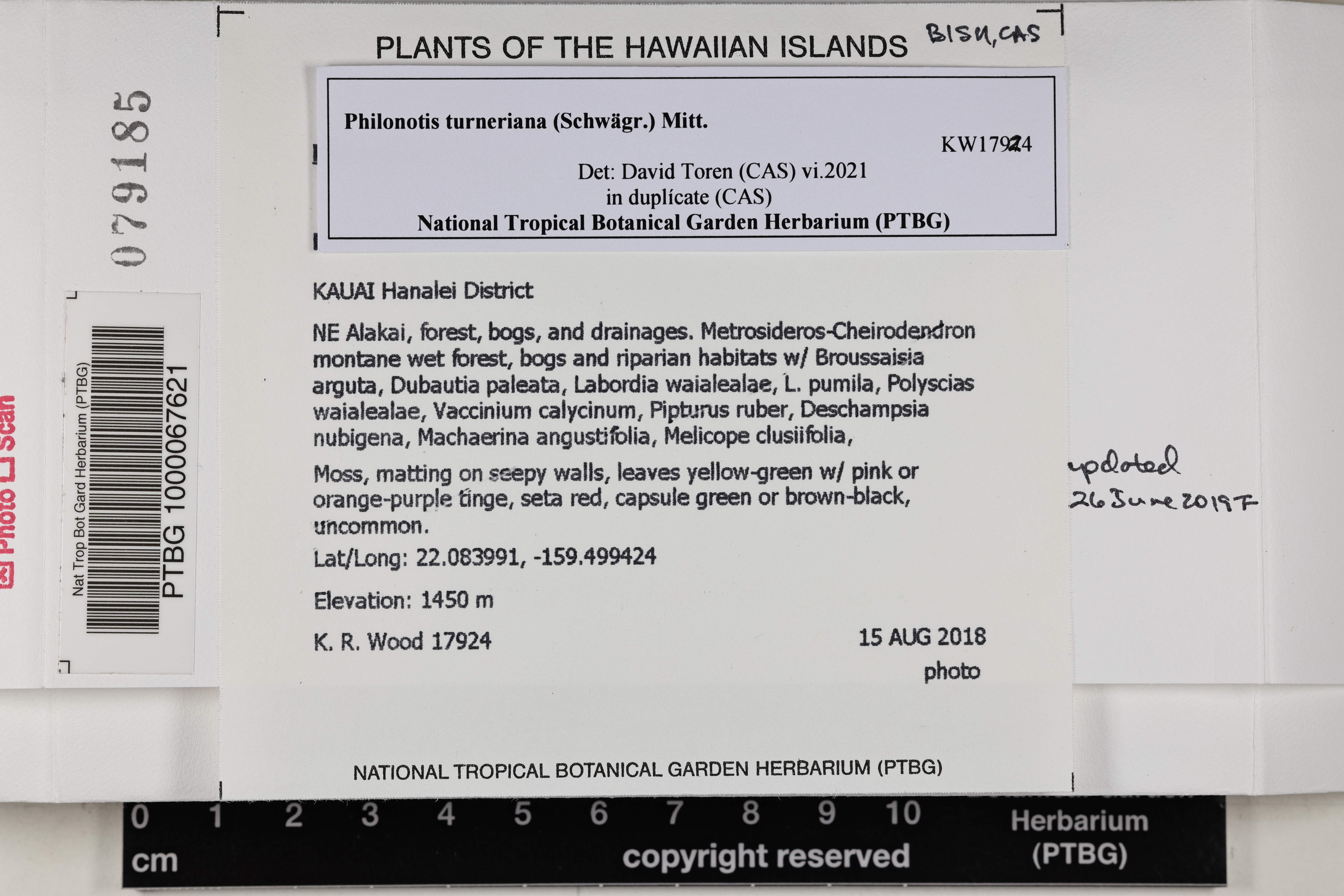 Philonotis turneriana image