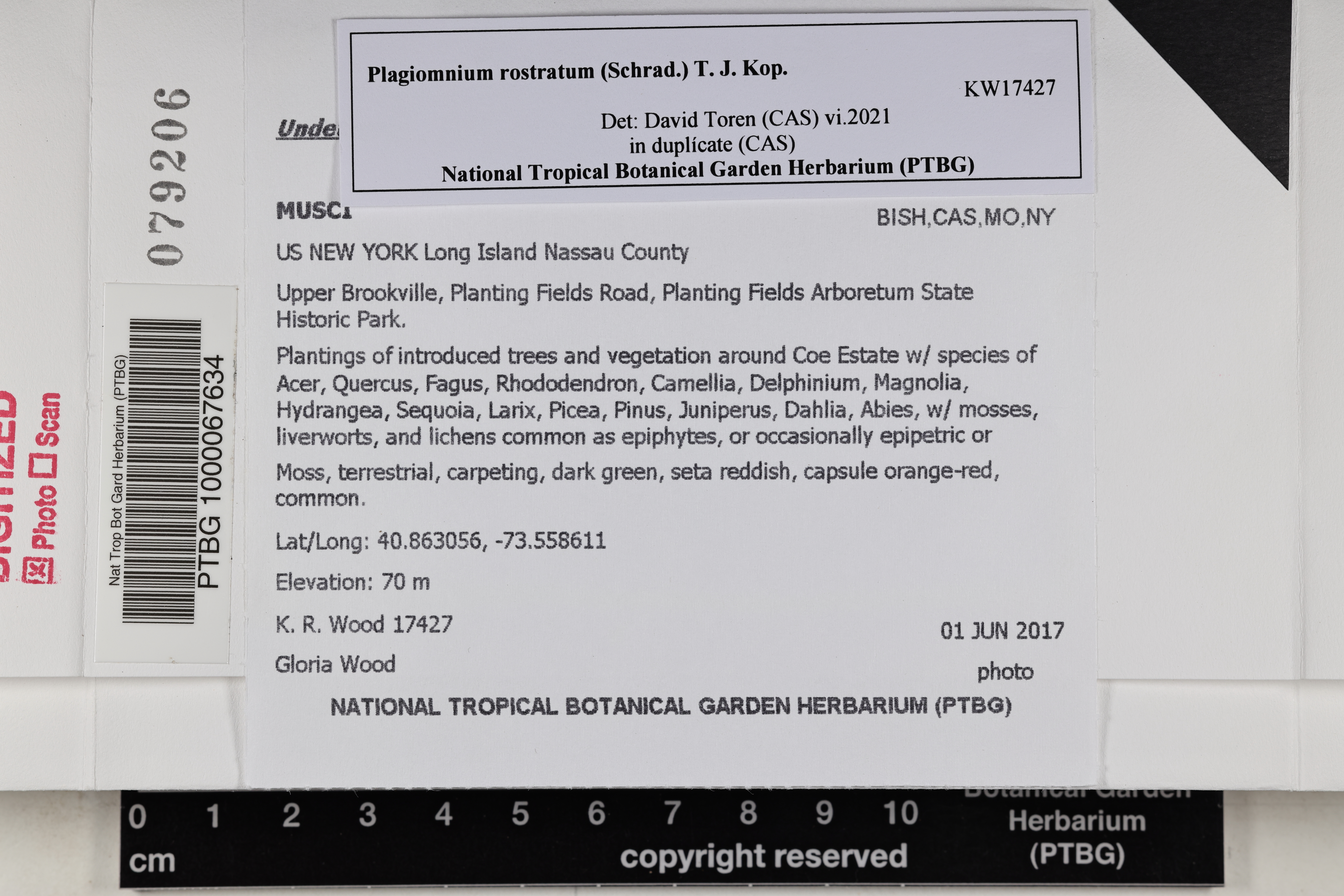 Plagiomnium image