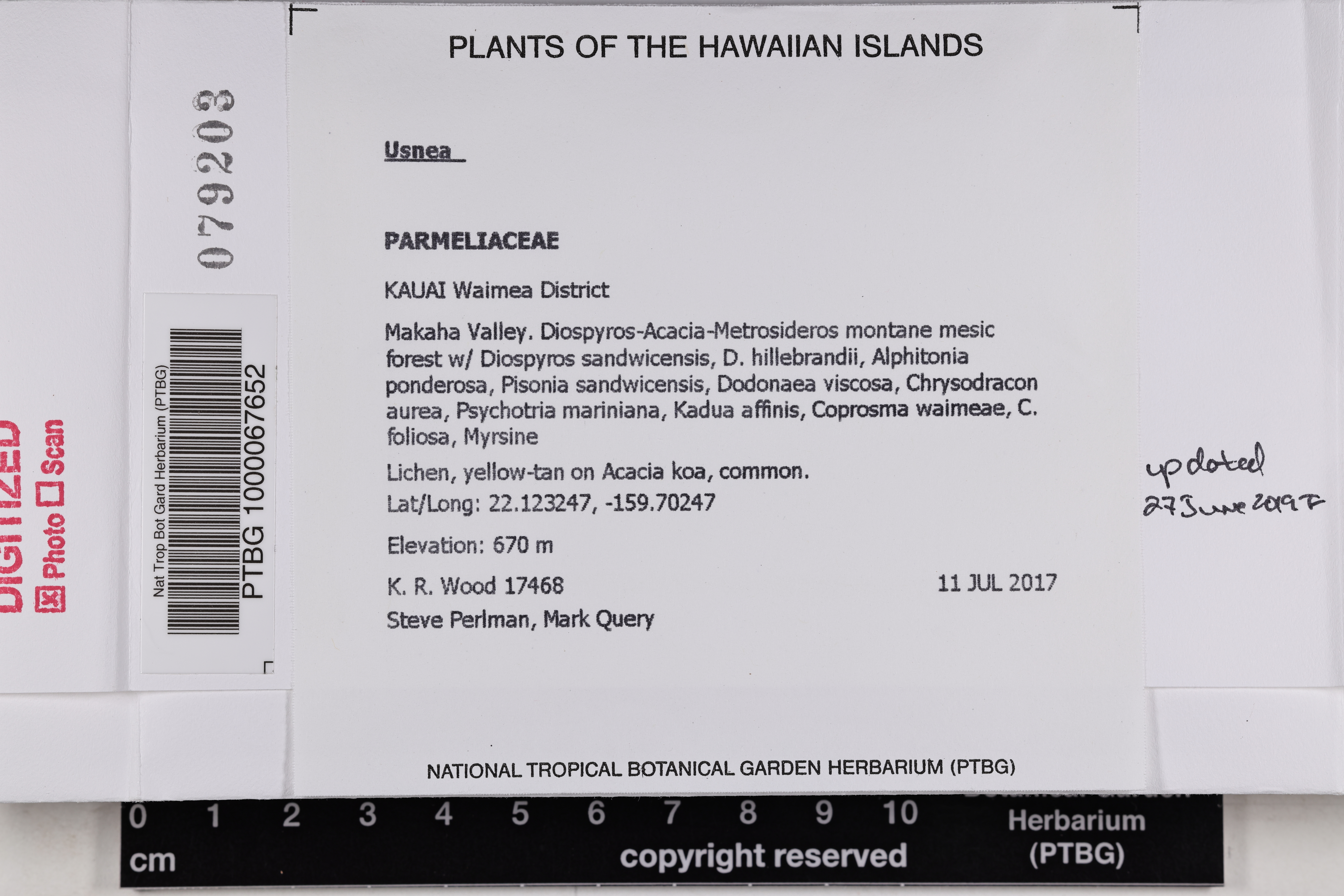 Parmeliaceae image