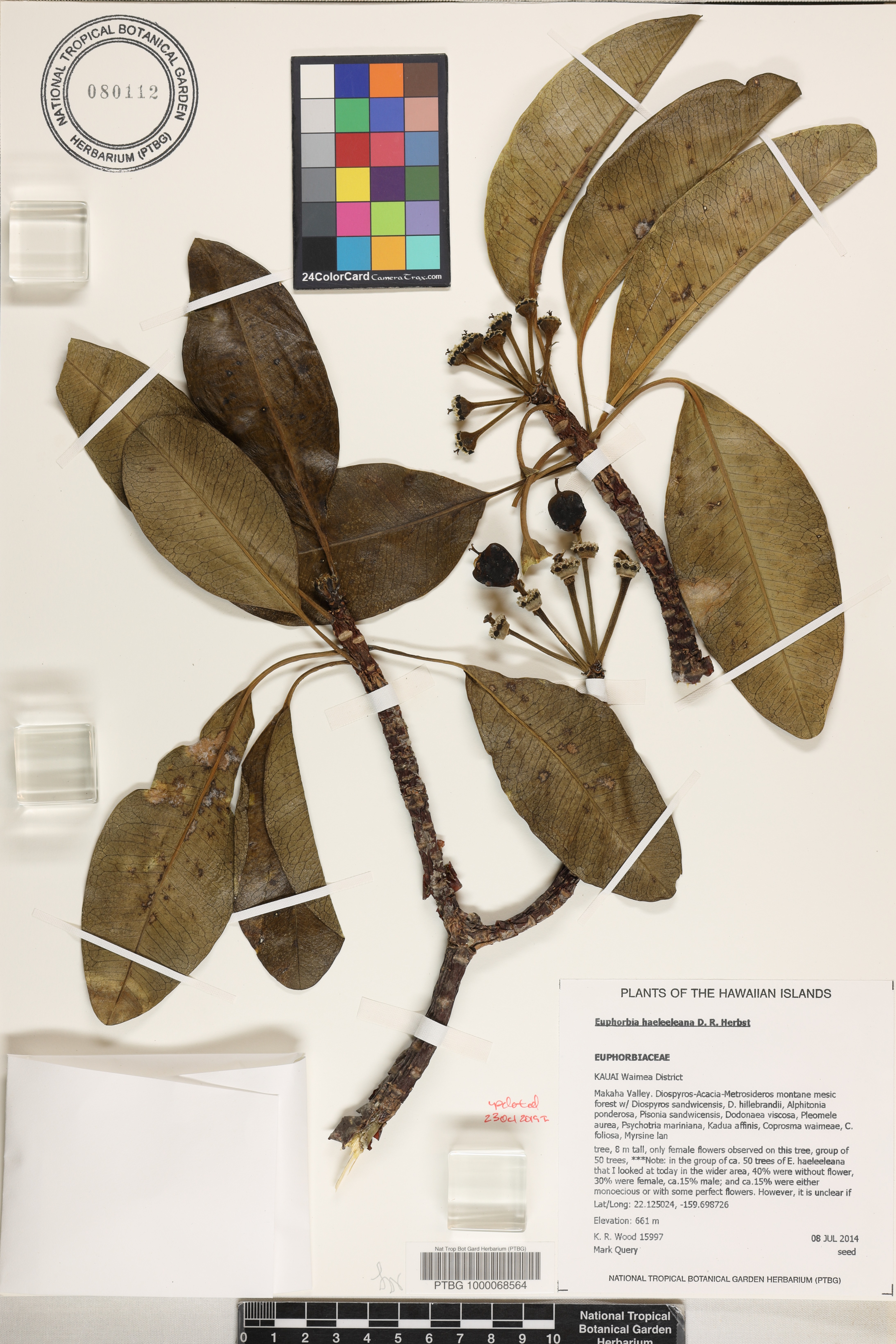Euphorbia haeleeleana image
