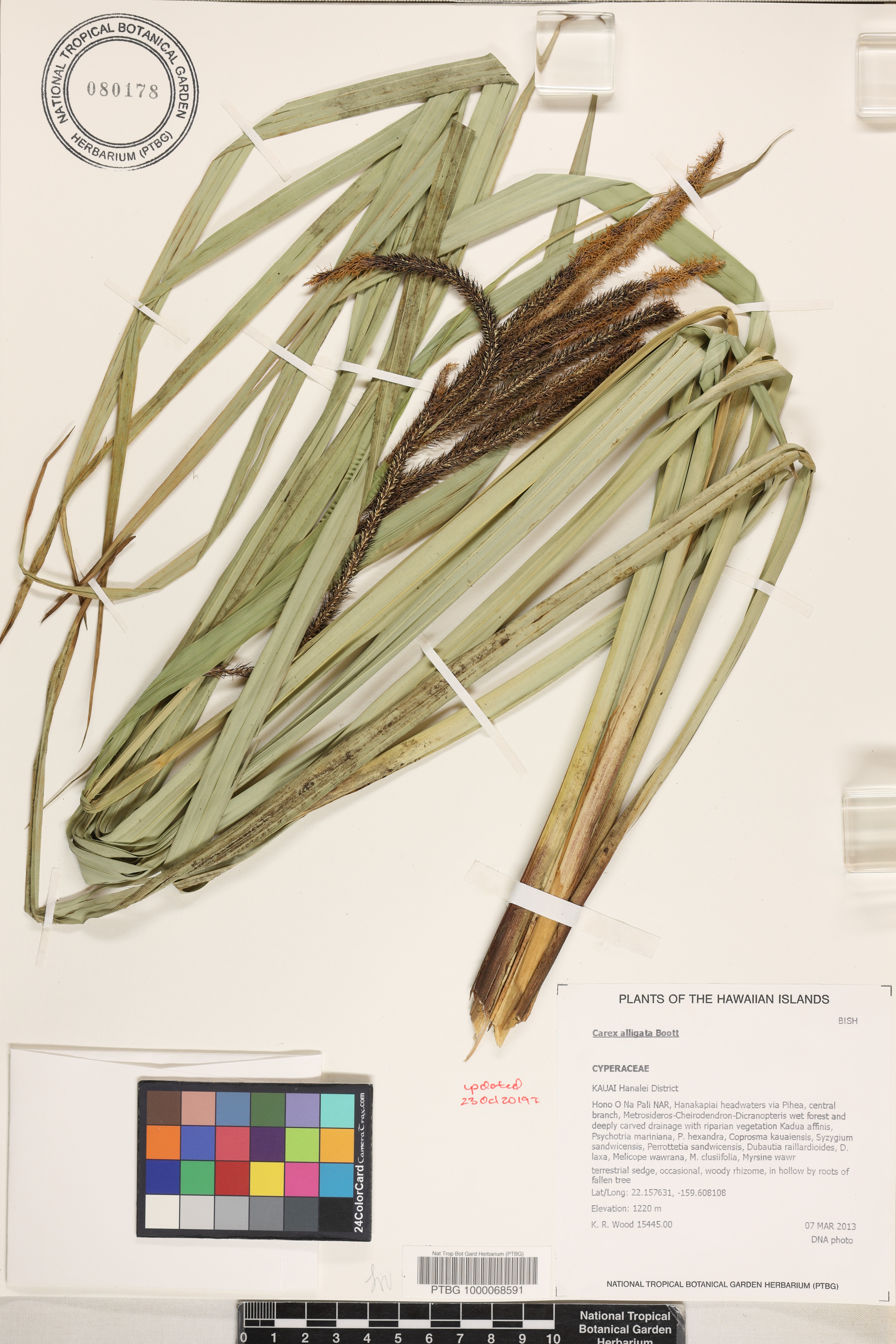Carex alligata image