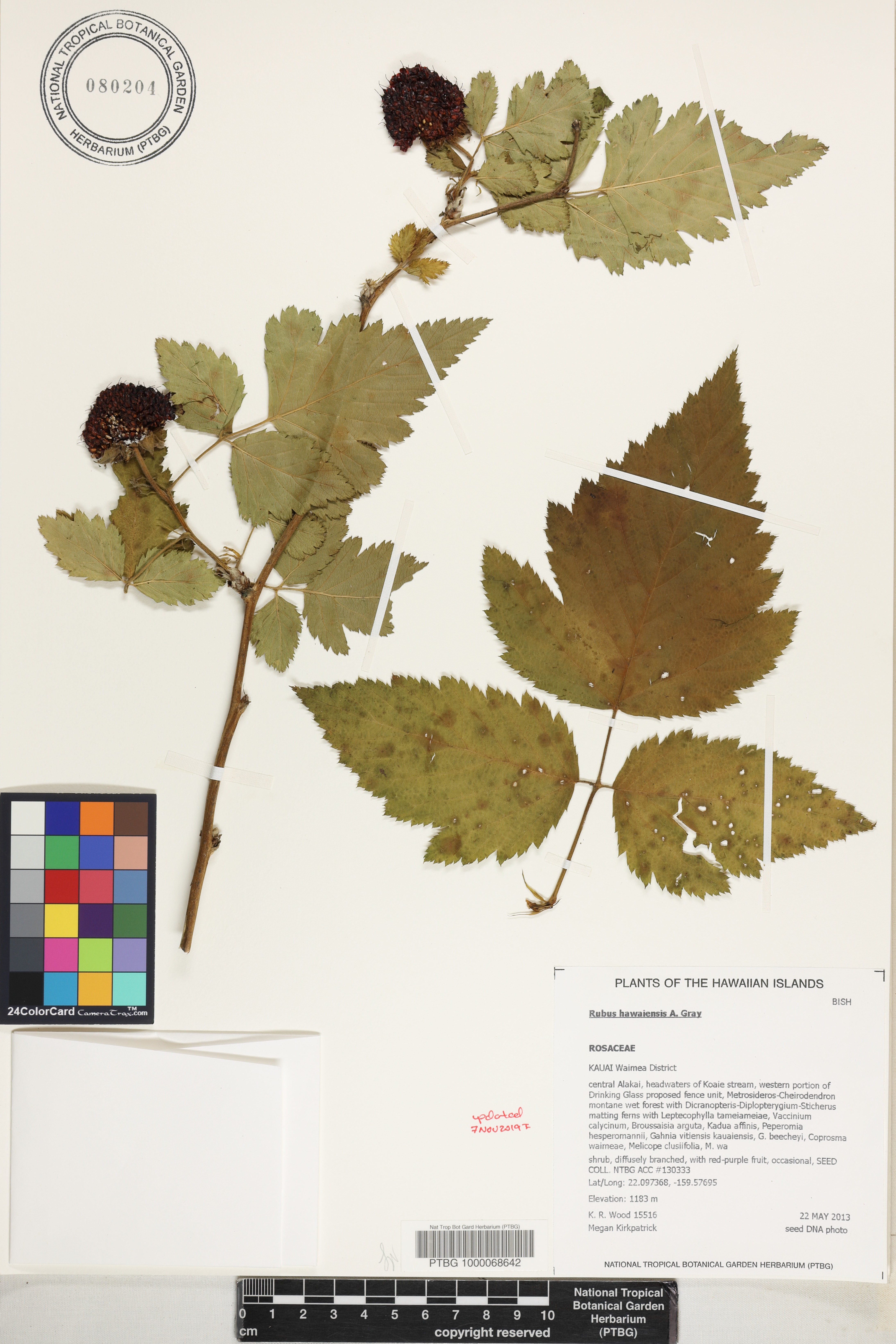 Rubus hawaiensis image