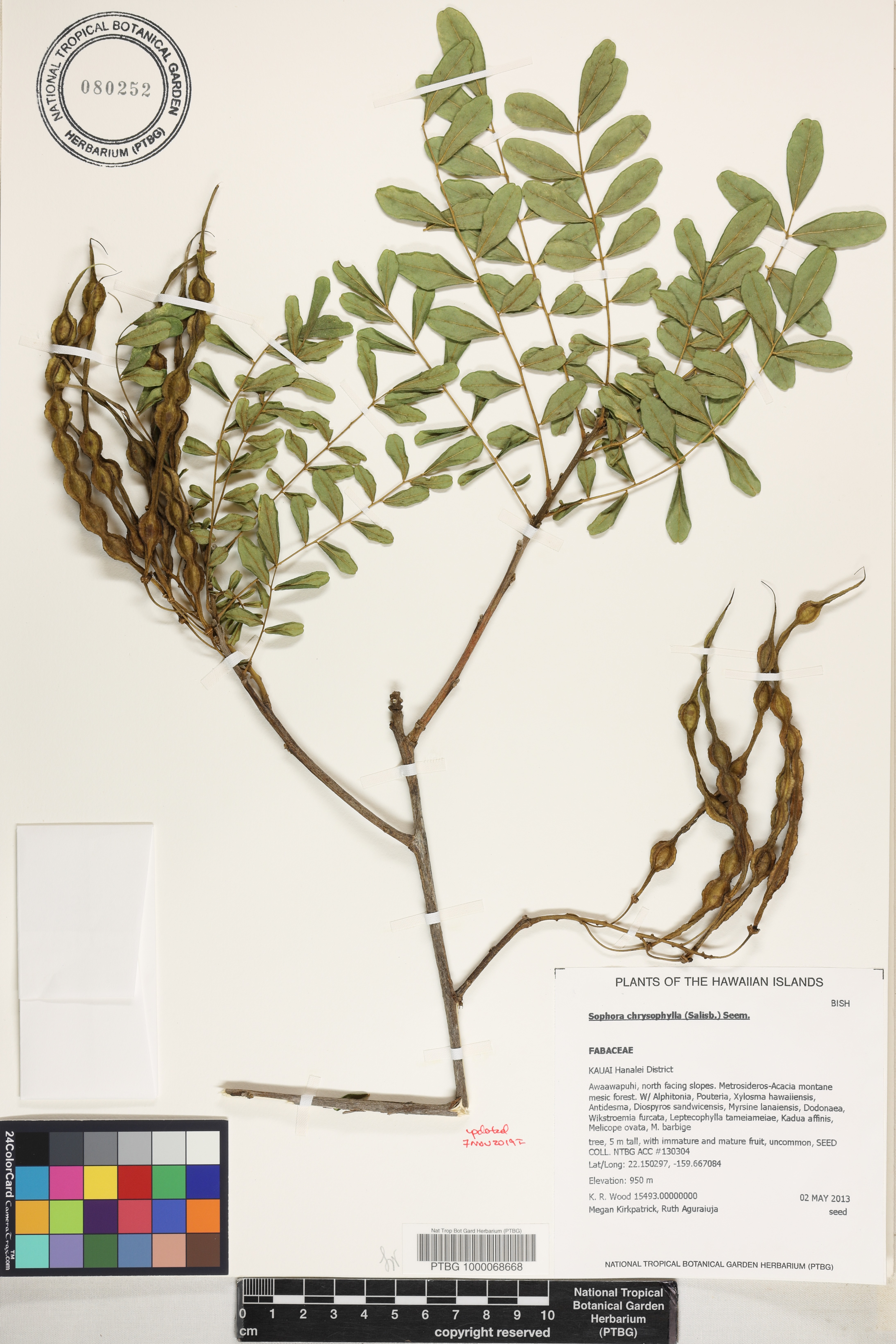 Sophora chrysophylla image