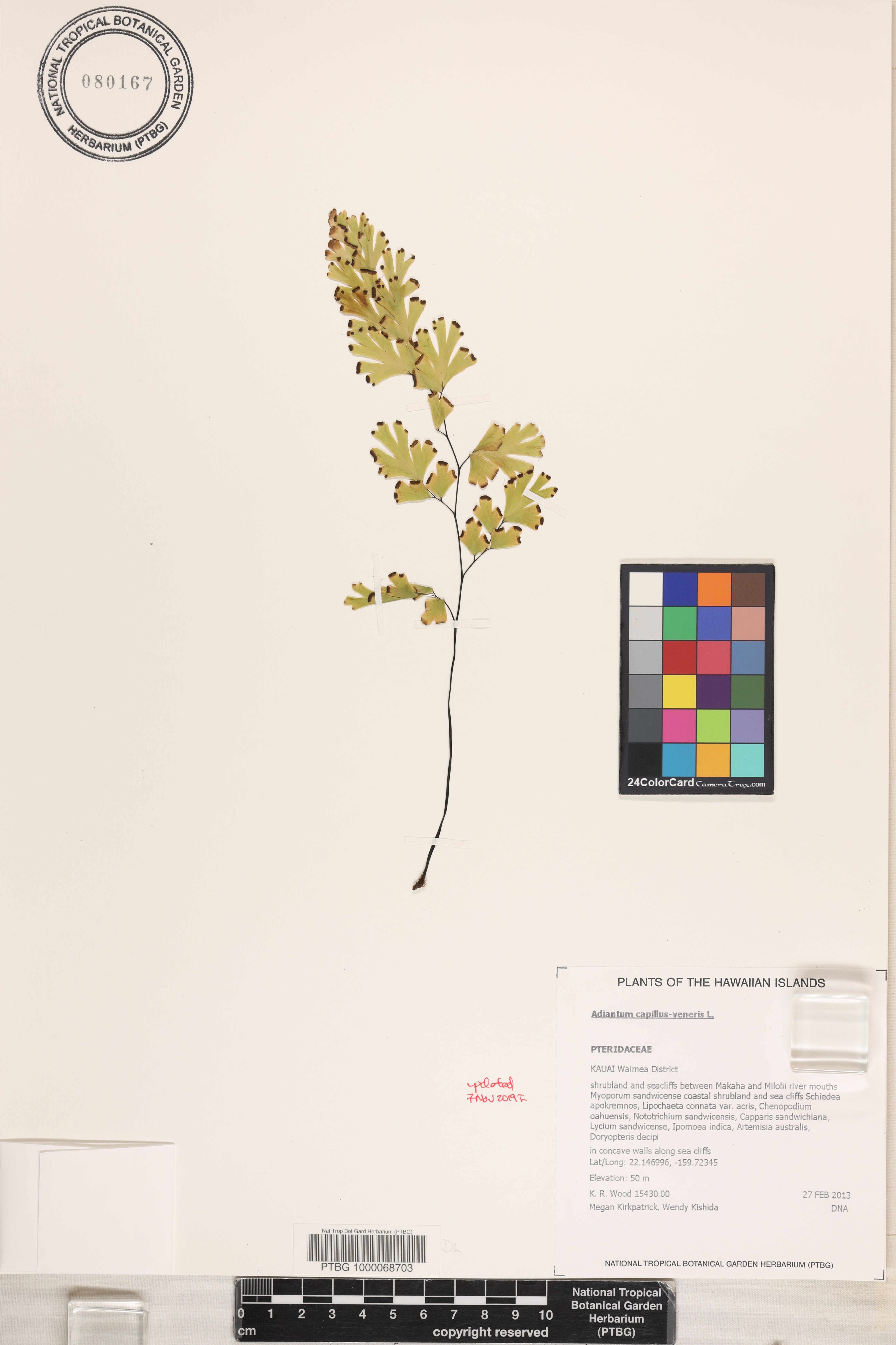 Adiantum capillus-veneris image