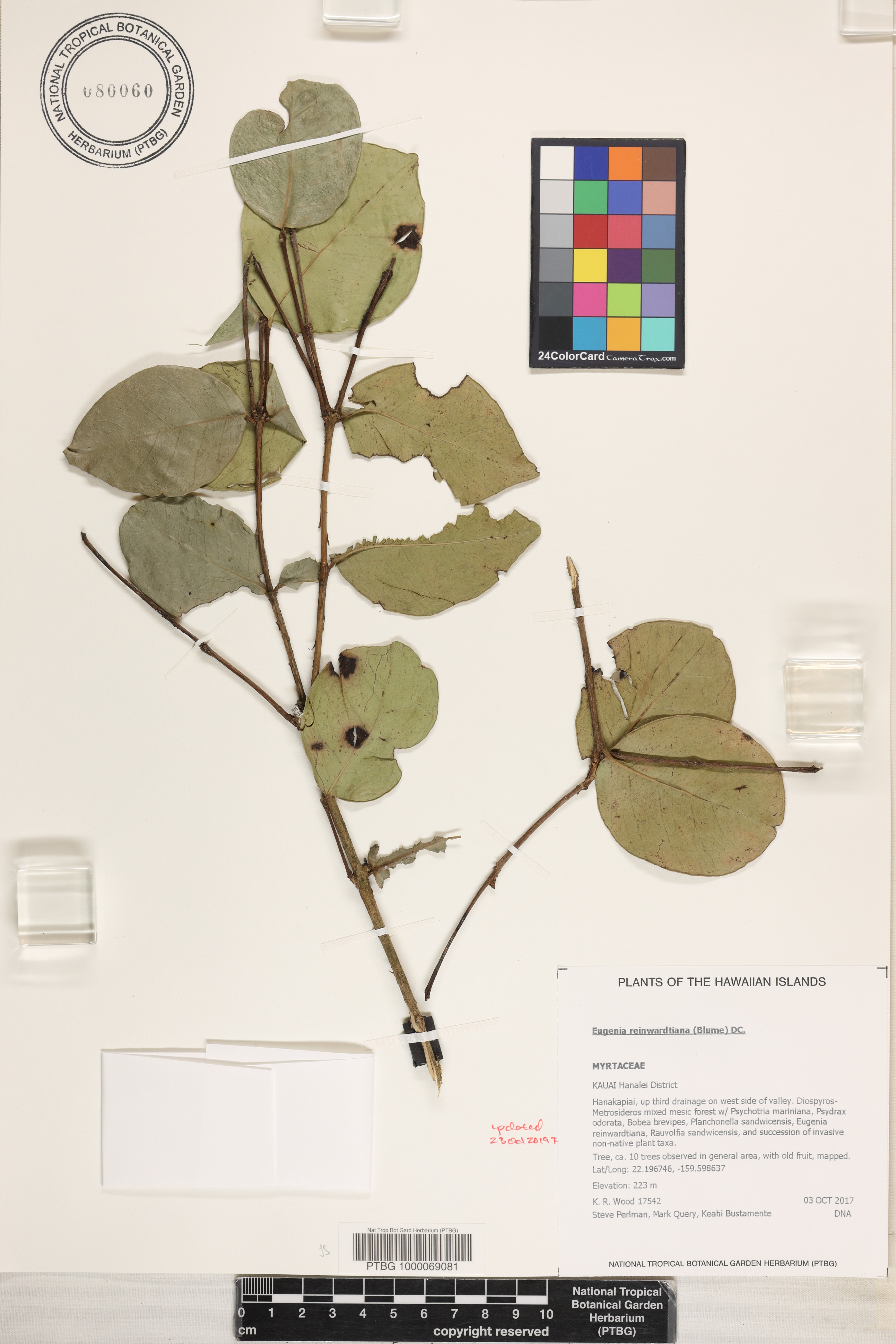 Eugenia reinwardtiana image