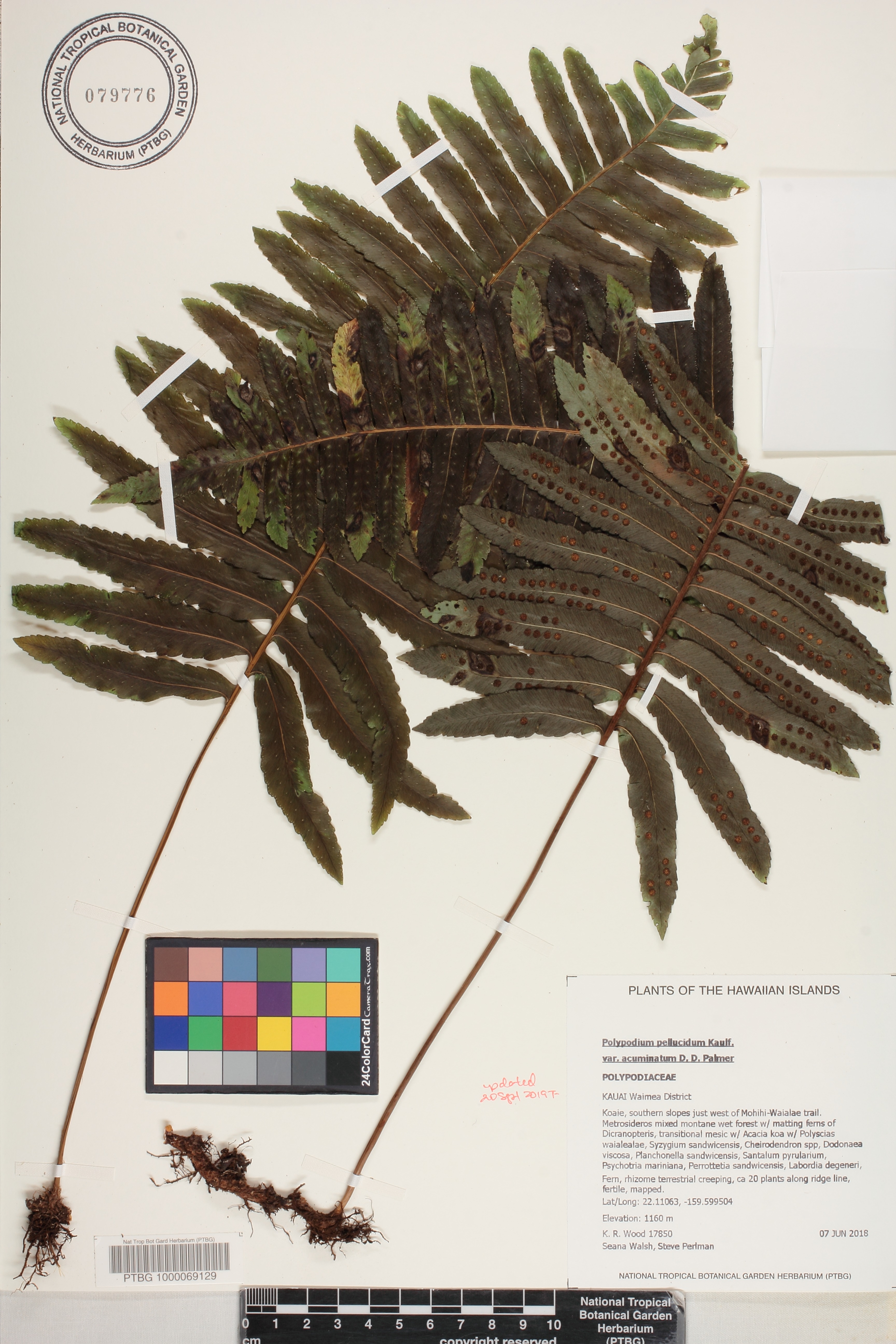 Polypodium pellucidum var. acuminatum image